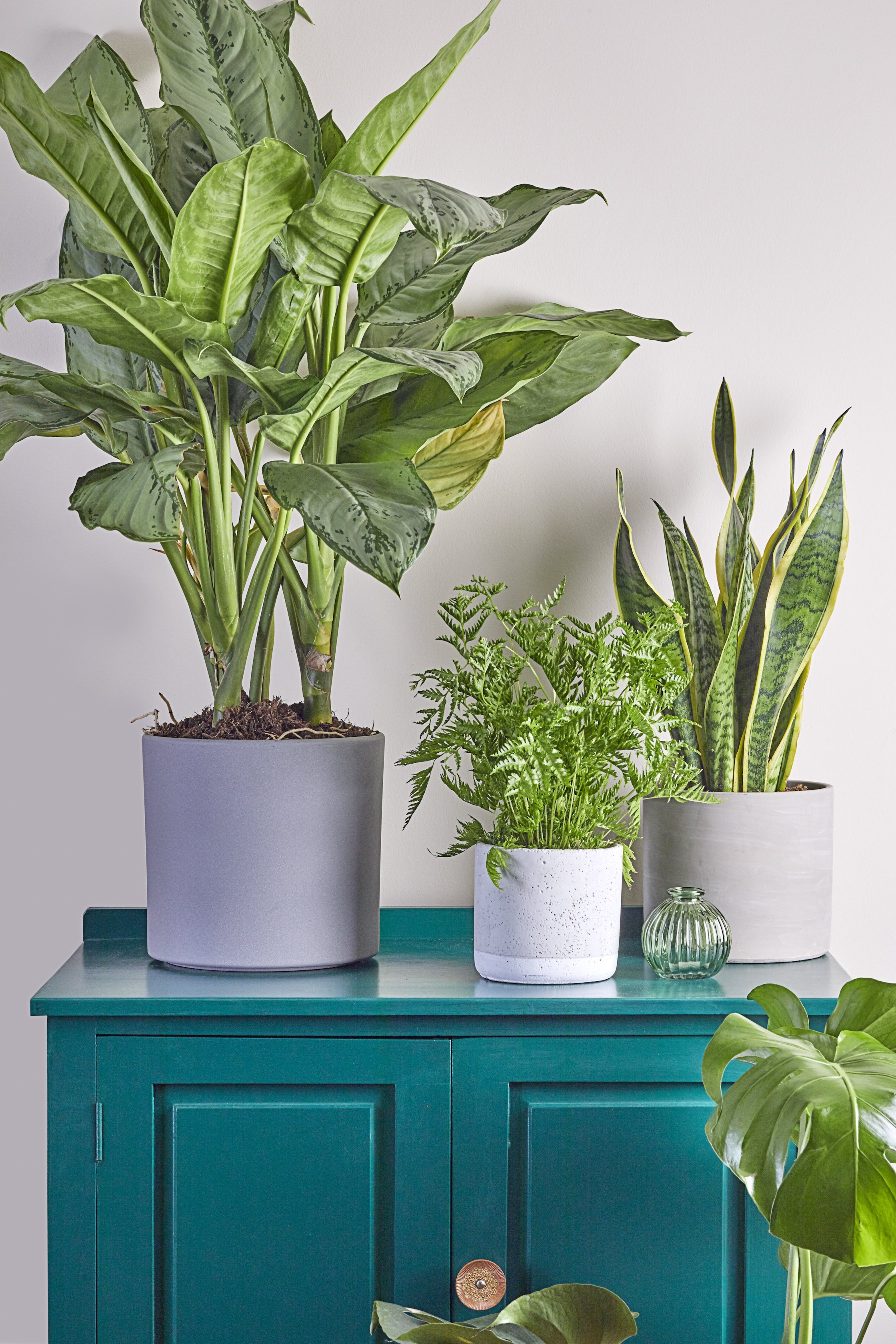 Houseplants on a cabinet