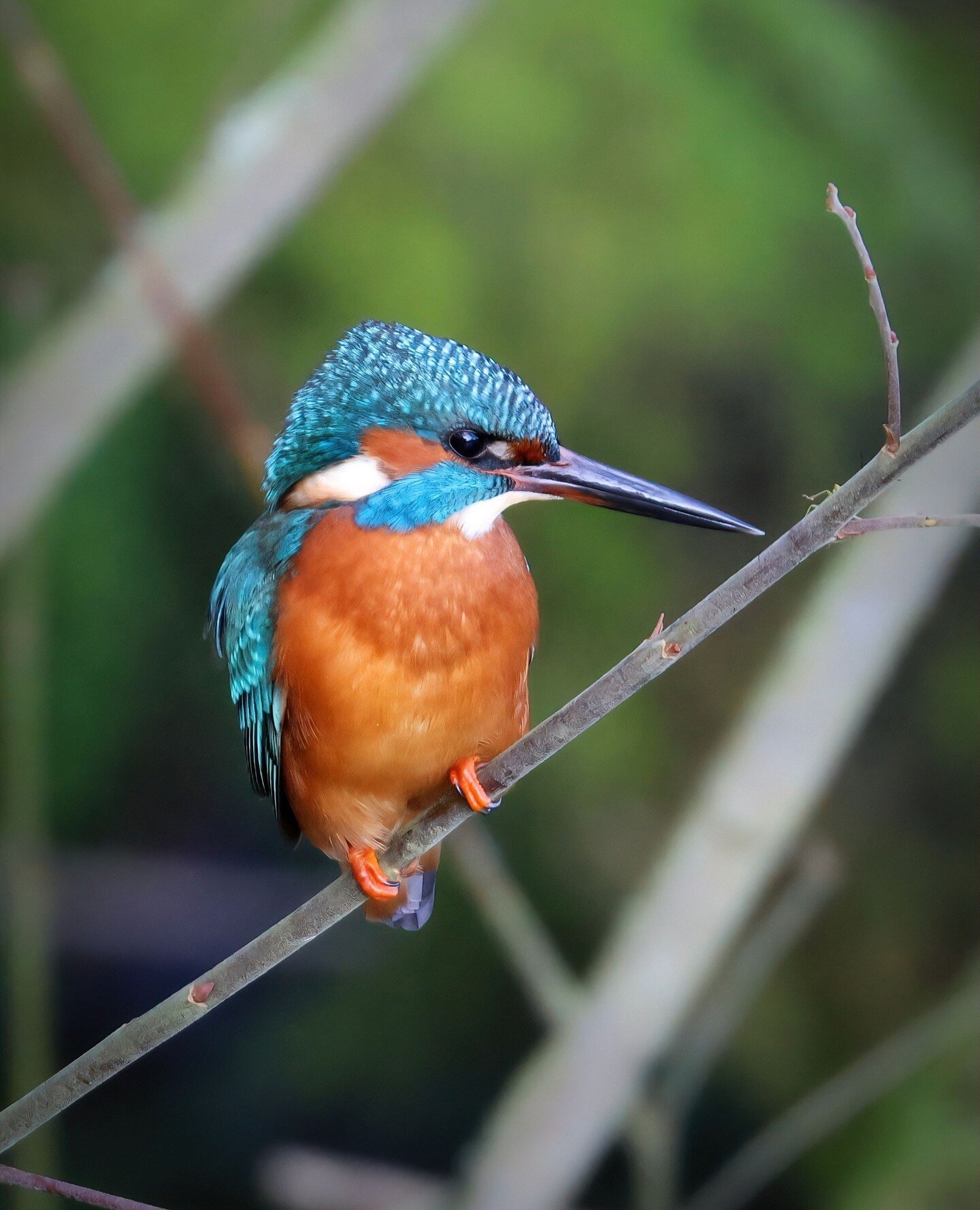 Spring Kingfishers adding early colour to the reed beds⁠
 🌼⁠
⁠
Photographer: Scott Duffield⁠
IG: @scott.duffield.photography⁠
FB: www.facebook.com/Scott.duffield.photography⁠
WB: scottduffieldphotography.pixieset.com⁠
Publication: @conkernaturemagaz