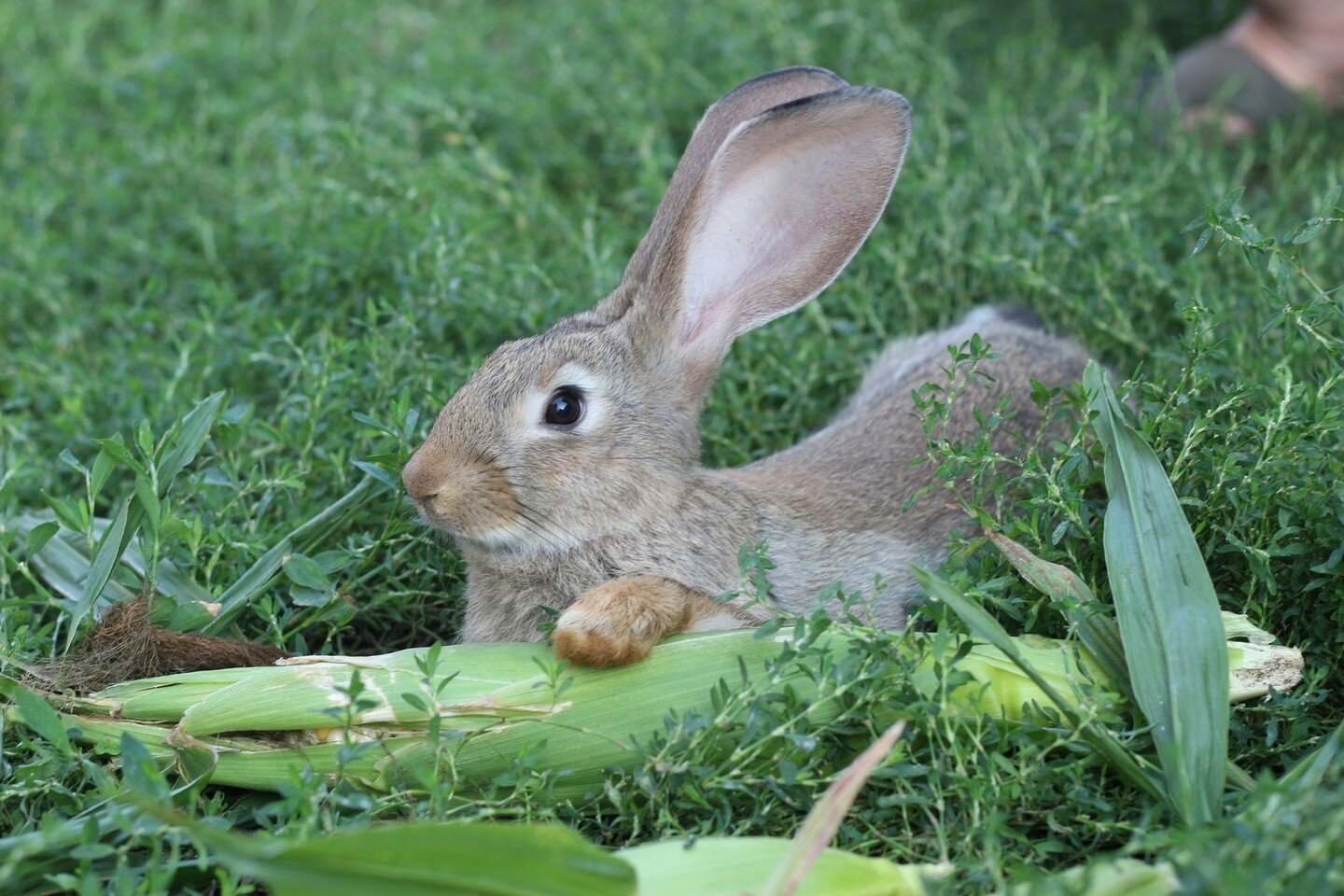 Little Rabbit For Easter 🔝⁠
⁠
Photographer: Аlla Tarasenko.⁠
Publication: @perfectpetsmagazine⁠
⁠
👆🏻 Have you picked up the latest Pet Portrait Issue? You can purchase now via the link in our bio or over on our website!⁠
⁠
#perfectpets #perfectpet