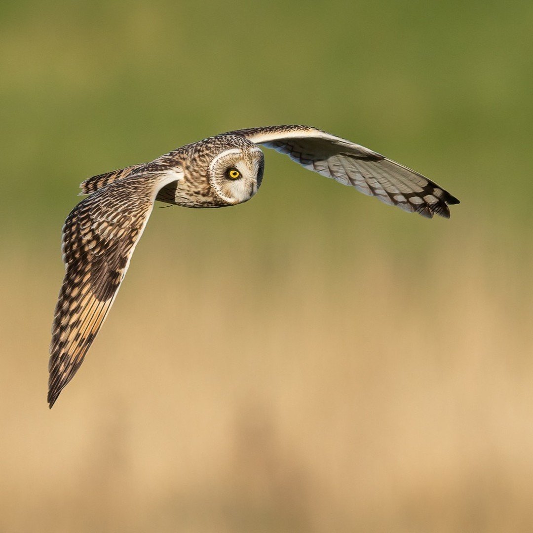 Photo of the Day: Short-eared Owl (Asio flammeus), taken by @wayno_turner 🧡📷⁠
⁠⁠
To submit an image to our Conker Nature Photo of the Day, use our hashtag #conkernaturePOTD to be featured. 🎉⁠
⁠
👉🏼 Find out how to submit images to our print &amp;