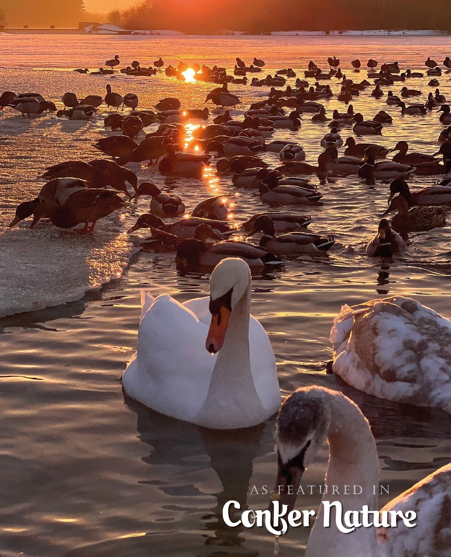 The beauty of nature ✨🌼⁠
⁠
Photographer: Elena Bashmakova⁠
IG: @helenbashmakova⁠
Publication: @conkernaturemagazine⁠
⁠
👆🏻 Have you picked up the latest 2024 Home &amp; Garden issues? You can purchase now via the link in our bio or over on our webs