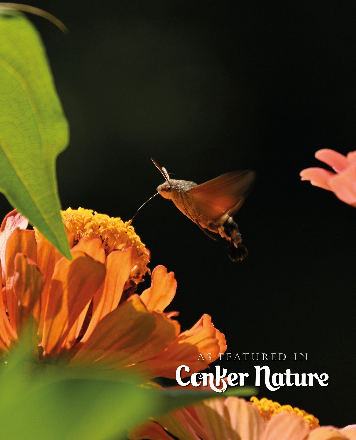 Hummingbird ✨🌼⁠
⁠
Photographer: tamar pipia⁠
IG: @tamarphiphiaphoto⁠
Publication: @conkernaturemagazine⁠
⁠
👆🏻 Have you picked up the latest 2024 Home &amp; Garden issues? You can purchase now via the link in our bio or over on our website!⁠
⁠
#con