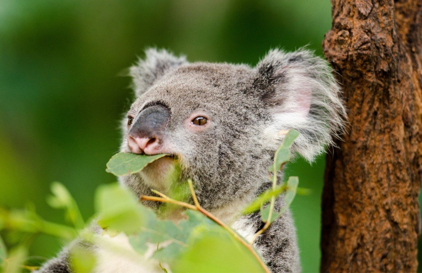 Happy Wild Koala Day! 🐨⁠
⁠
On May 3, wildlife enthusiasts, conservationists, and koala lovers worldwide unite to celebrate International Wild Koala Day. ⁠
⁠
This day is dedicated to raising awareness about these iconic marsupials and their challenge