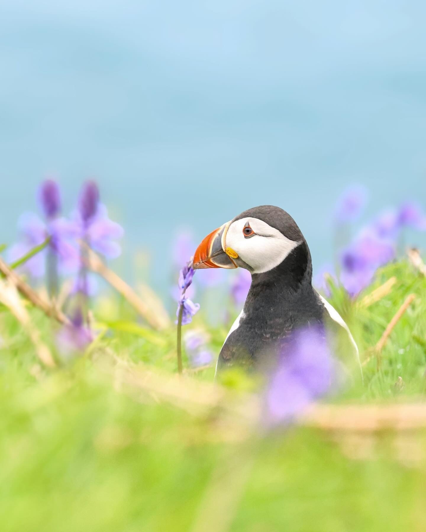 Photo of the Day: Puffins with Bluebells (Fratercula arctica and Hyacinthoides non-scripta), taken by @capture_nature_emily_taylor 💜📷⁠
⁠⁠
To submit an image to our Conker Nature Photo of the Day, use our hashtag #conkernaturePOTD to be featured. 🎉