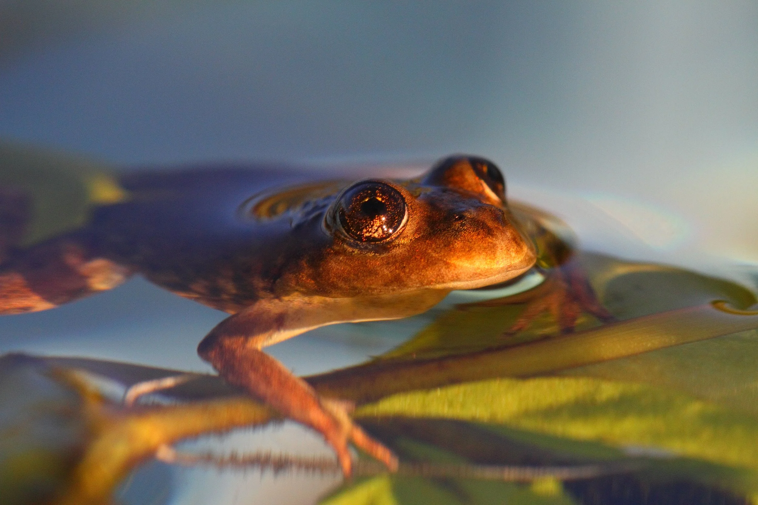 Argentina’s Dr Federico Kacoliris Wins 2025 Whitley Award to Expand Protection for El Rincón Frog Habitat in Somuncura Plateau