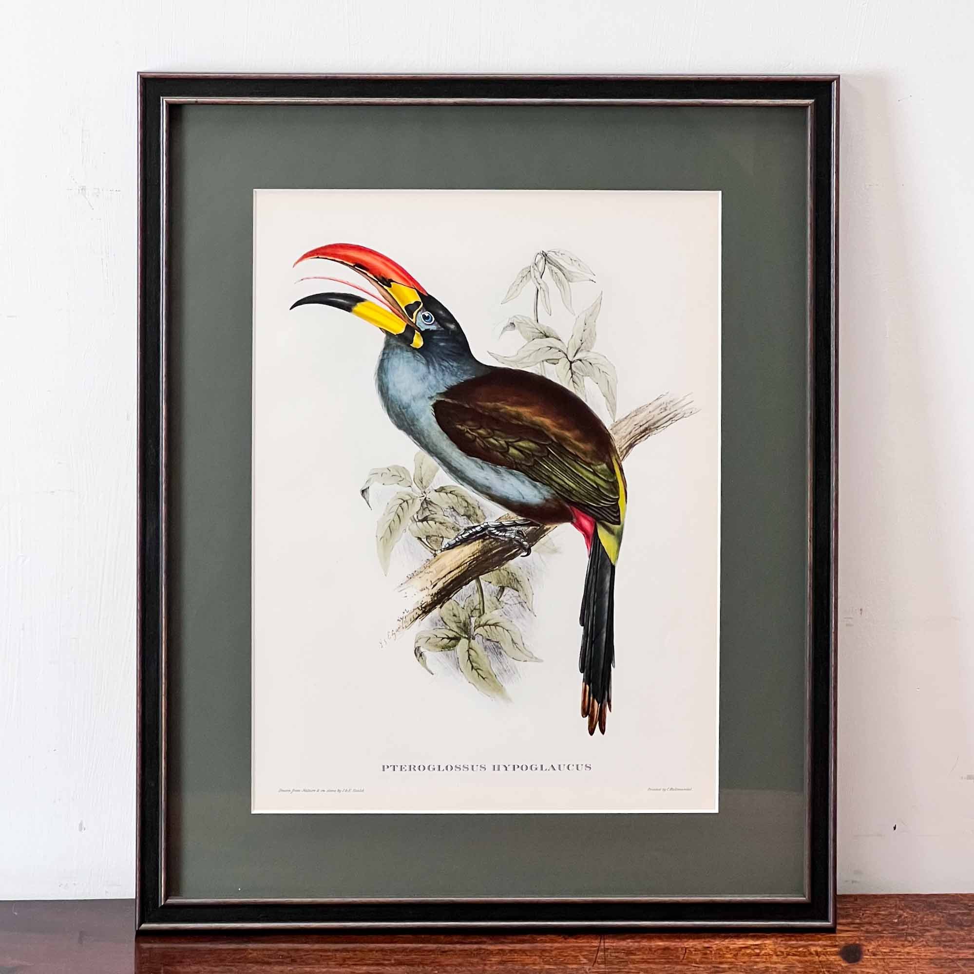 John Gould Pteroglossus Hypoglaucus Print