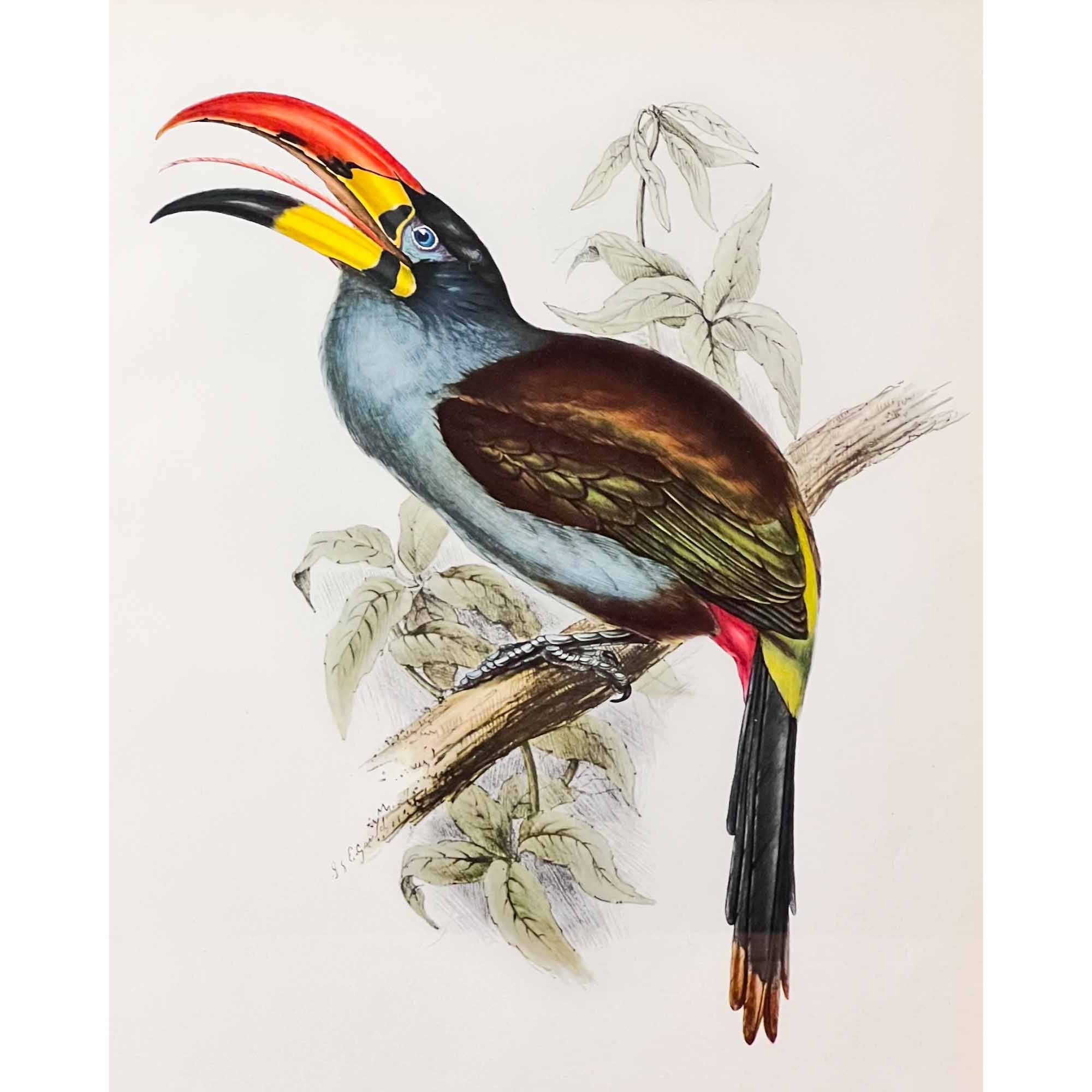 Gould Pteroglossus Hypoglaucus Print