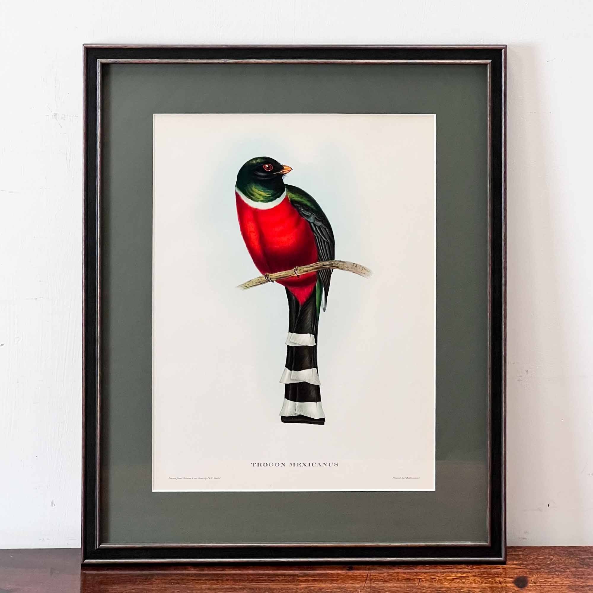 John Gould Trogon Mexicanus Print
