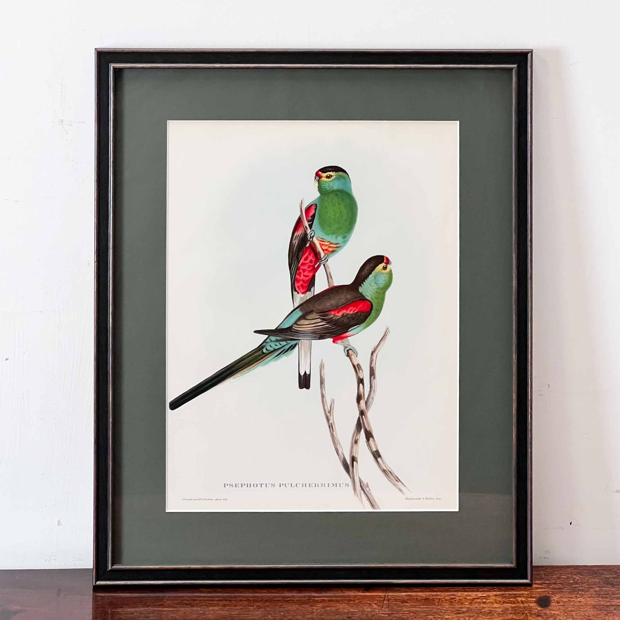 John Gould 'Psephotus Pulcherrimus' Print