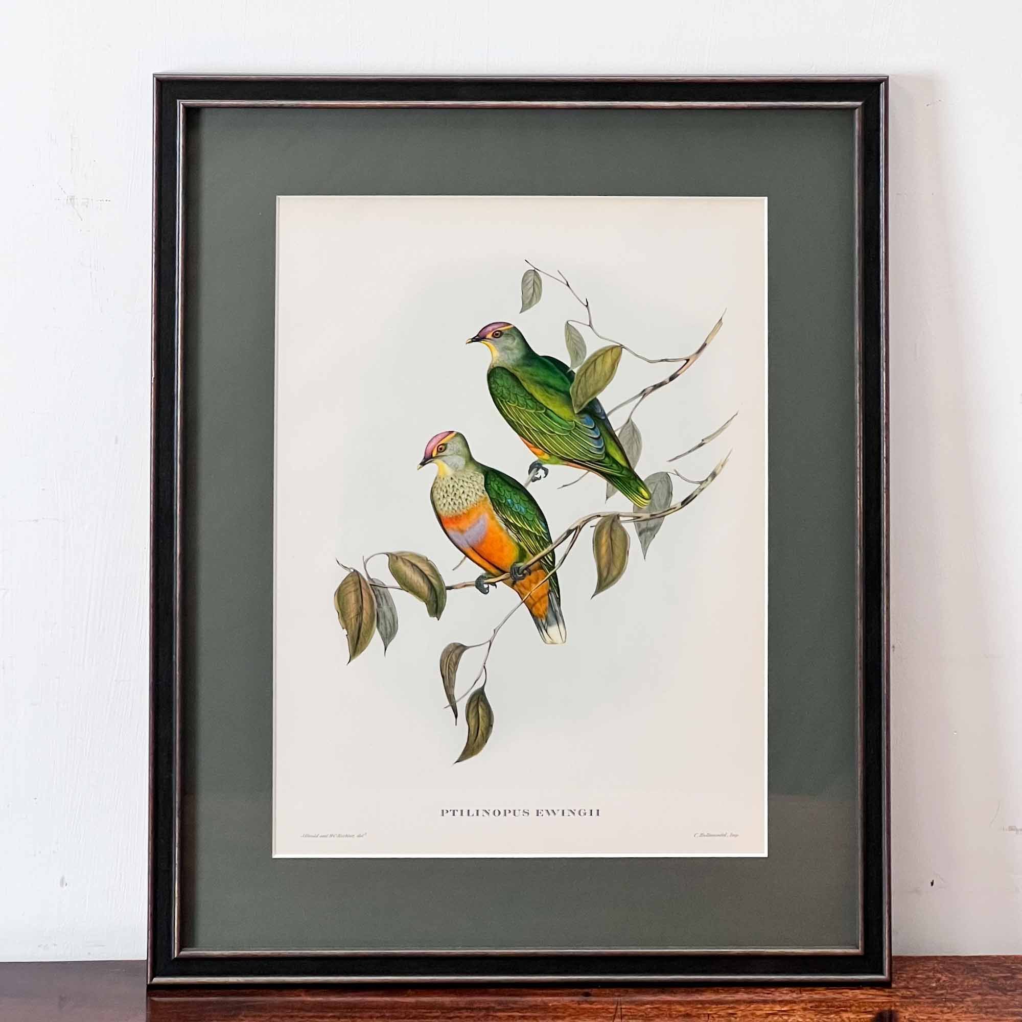 John Gould Ptilinopus Ewingii Print