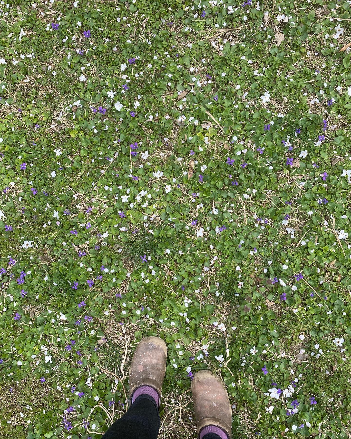 Wild violets and cherry blossom petals cover my lawn in sweet smelling confetti. One beautiful part of nature&rsquo;s springtime parade. 

#nature #naturelovers #dansko #confetti #greenandpurple #cherryblossom #inspiration