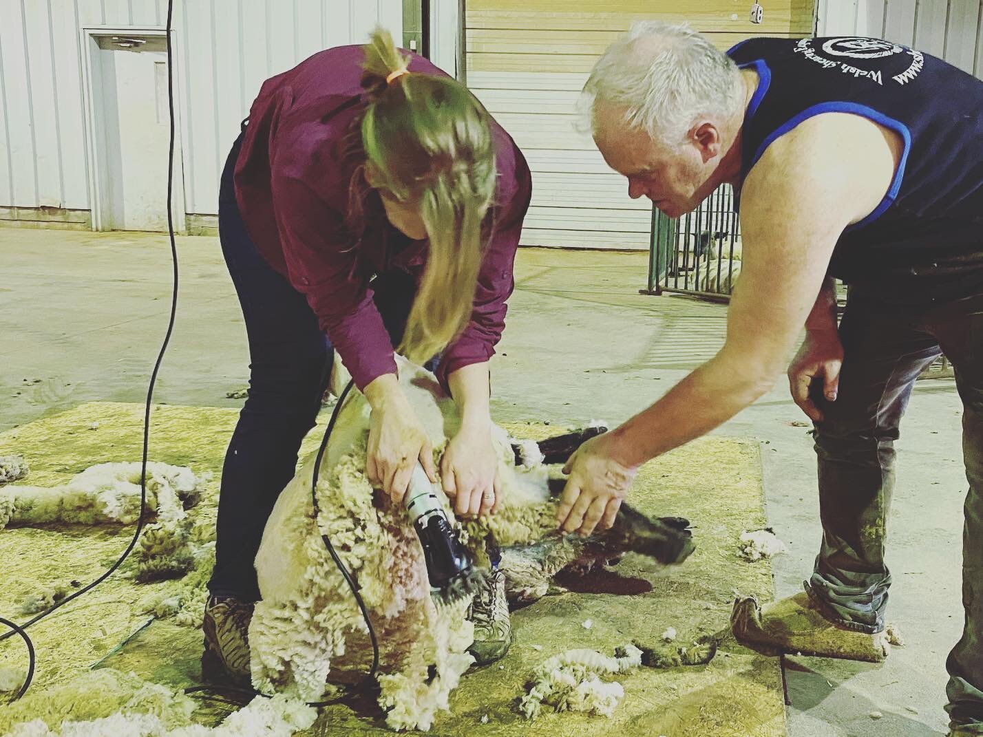 This is me shearing a sheep with the incredible instruction from  Doug Rathke of @lamb_shoppe 
This was challenging mentally and physically and made me truly appreciate the skill and strength of those who shear for a living. 
Now I am looking for she