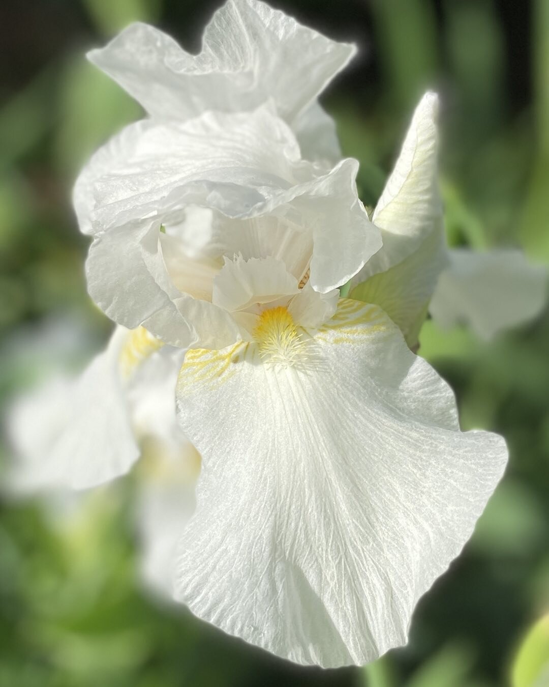 It is Iris season here in the South! This beauty practically glows at sunset. 
#iris #garden #blooms #inspiration #Nashville #flowers #whiteflowers #growingseason