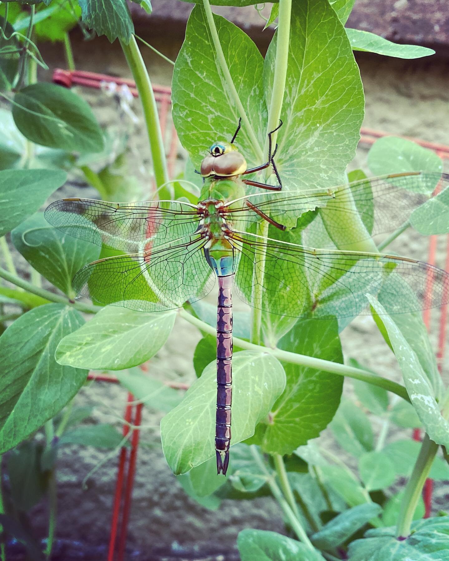 My spirit insect visited my garden today. I feel so much more connected to this universe after visiting with this beautiful creature. How are you feeling today? 

#dragonfly #spiritanimal #gardenmagic #nashville #urbangarden #beauty