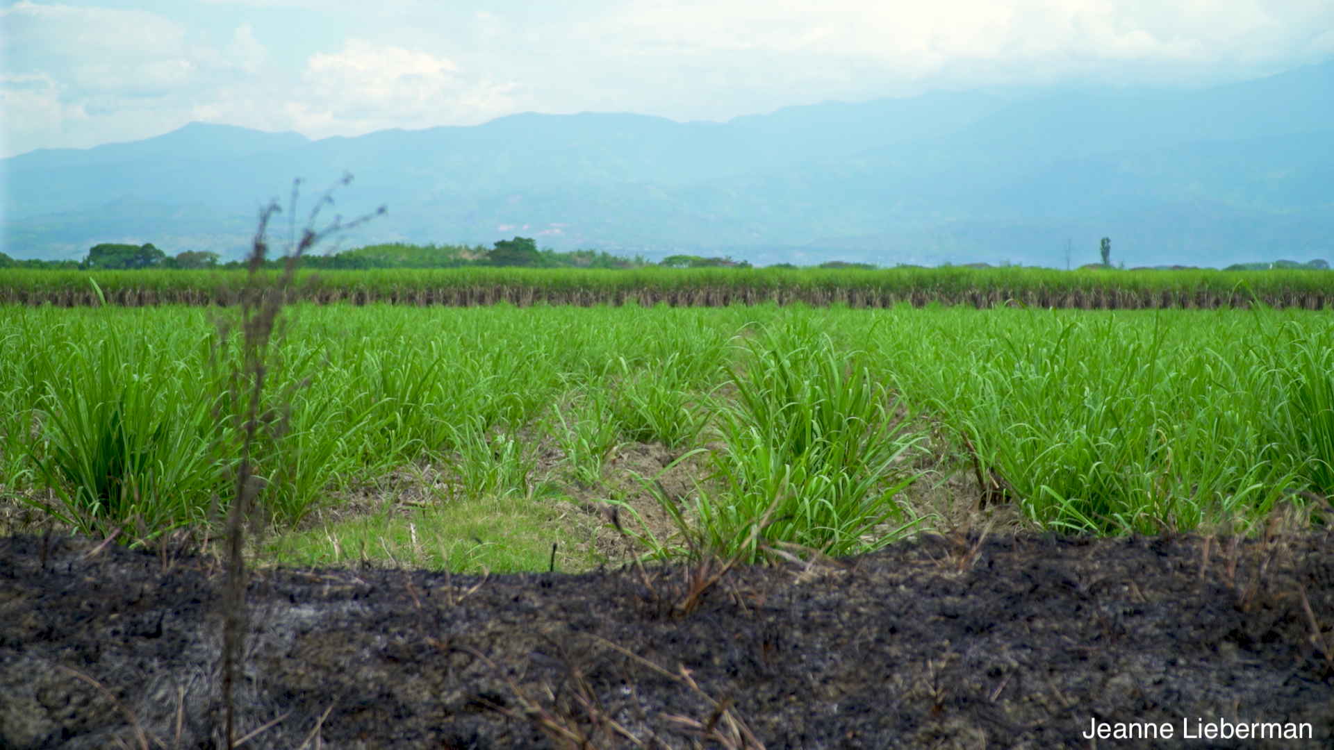 Jeanne Rachel Lieberman releases short documentary called "Cultivando Saberes"
