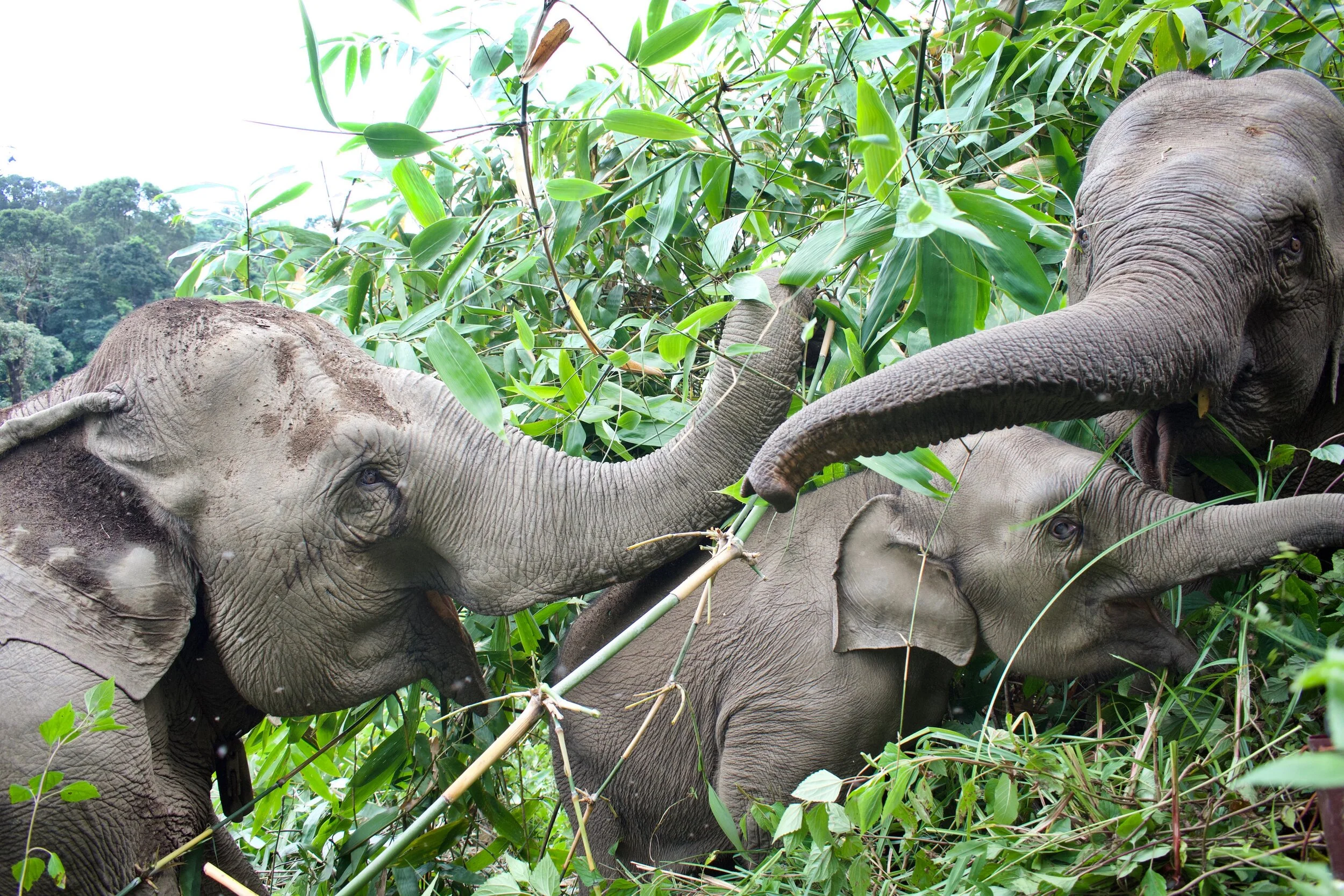 New Publication from Rebecca Winkler: Asian elephant rescue, rehabilitation and rewilding.