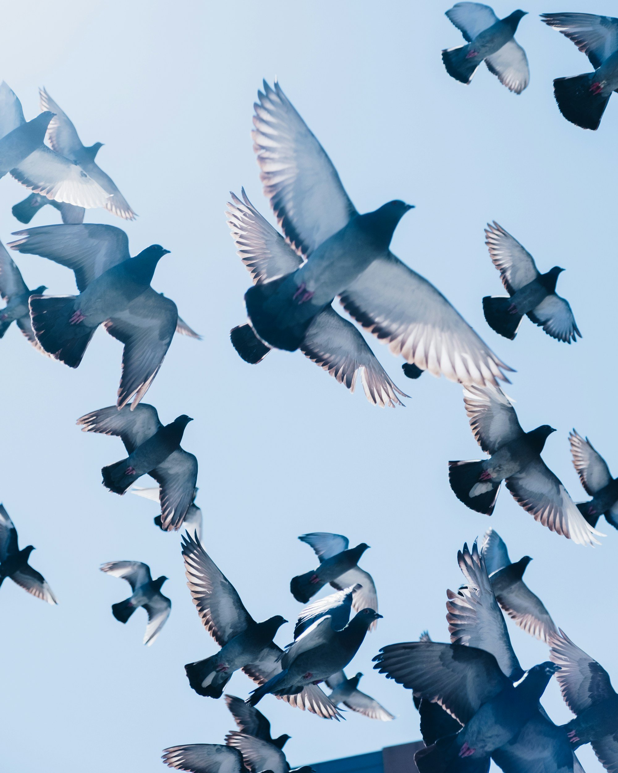 Philly Pigeon Tours