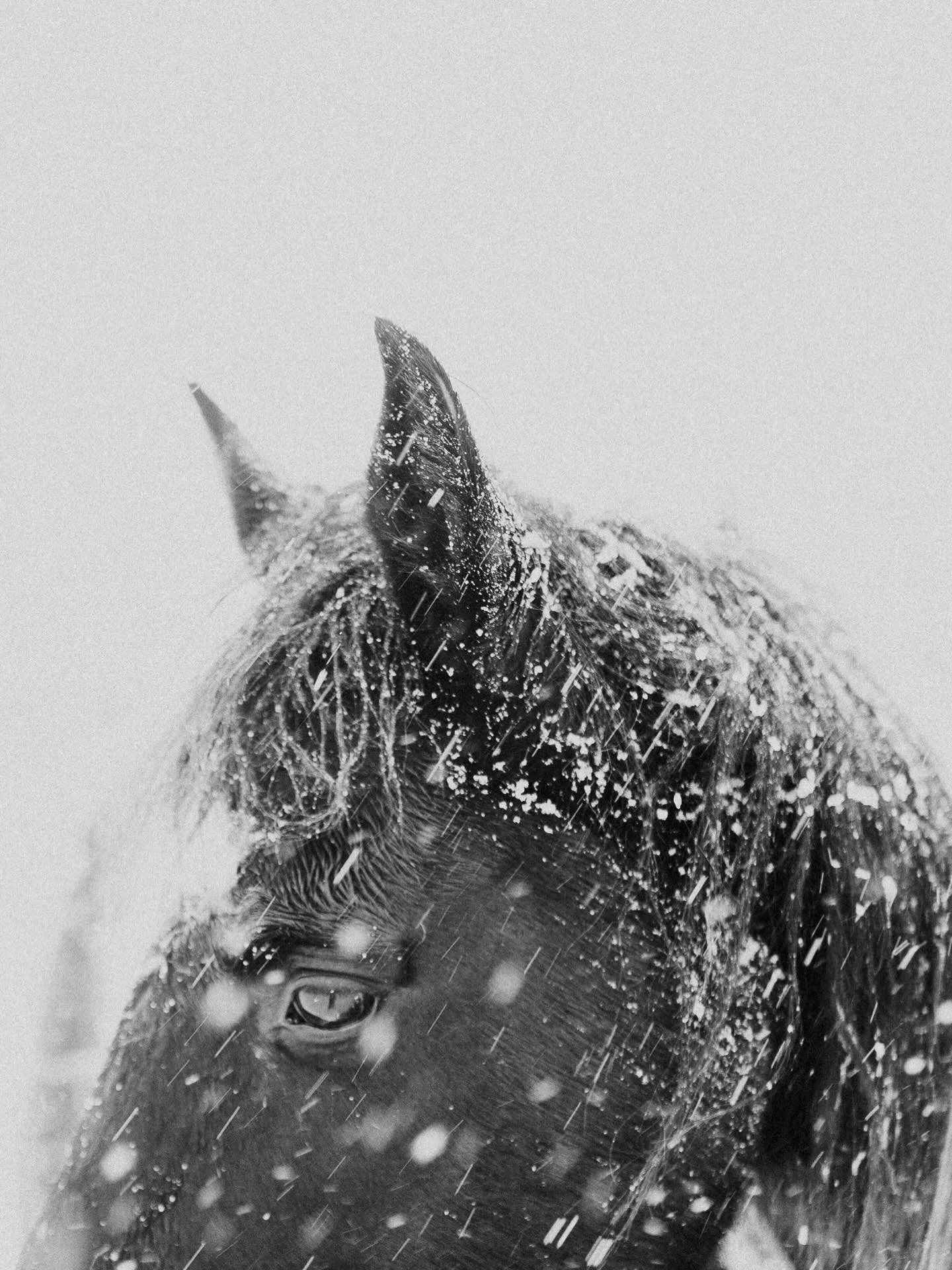 The snow came to South Carolina. I went out in it, hung out with the horses, took photos, and felt like a kid for the first time in a long time - wonder and joy and laughter and presence and noticing. And while it is going to be followed by frigid te