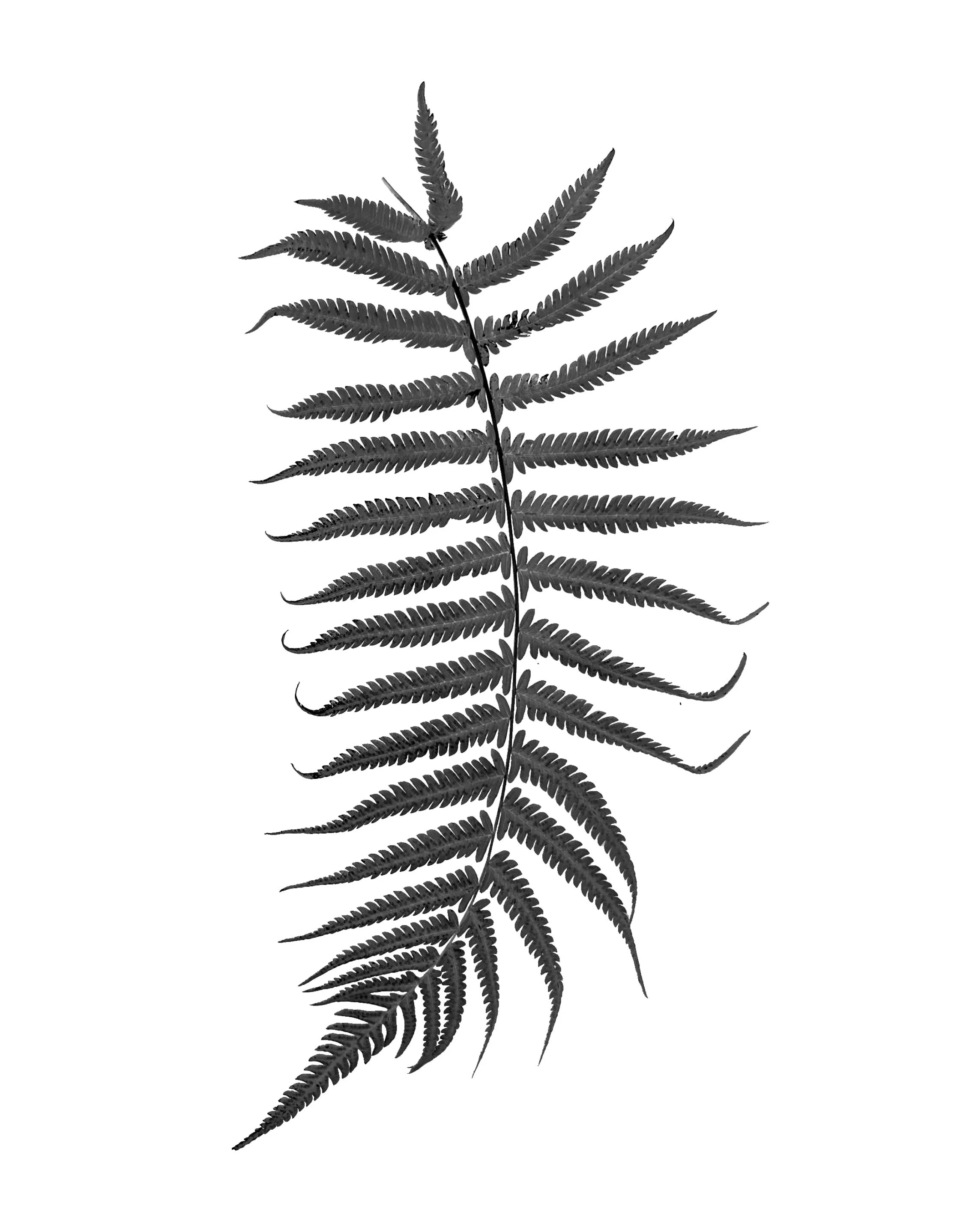 Untitled_Artwork (17).jpg