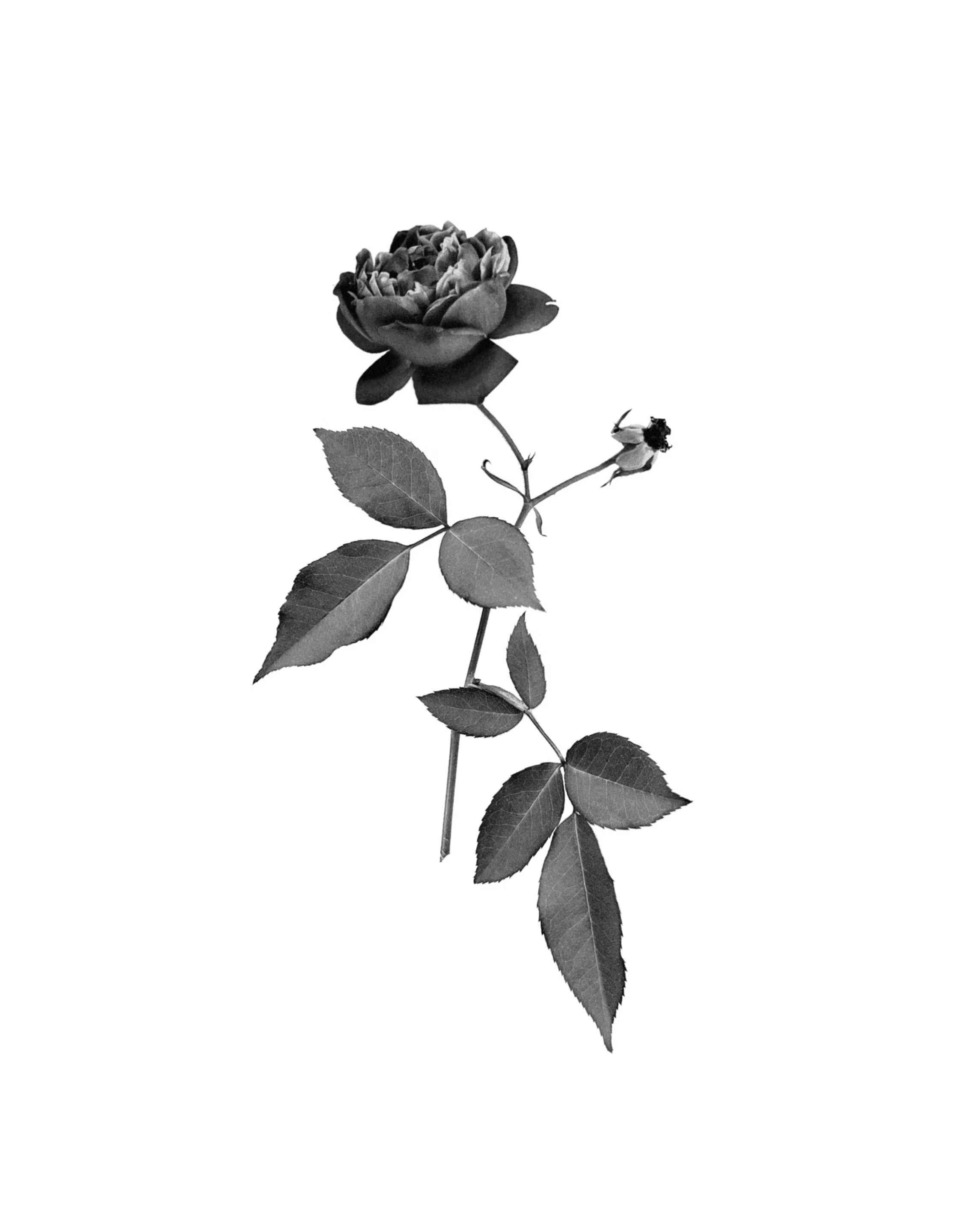 Untitled_Artwork (13).JPG