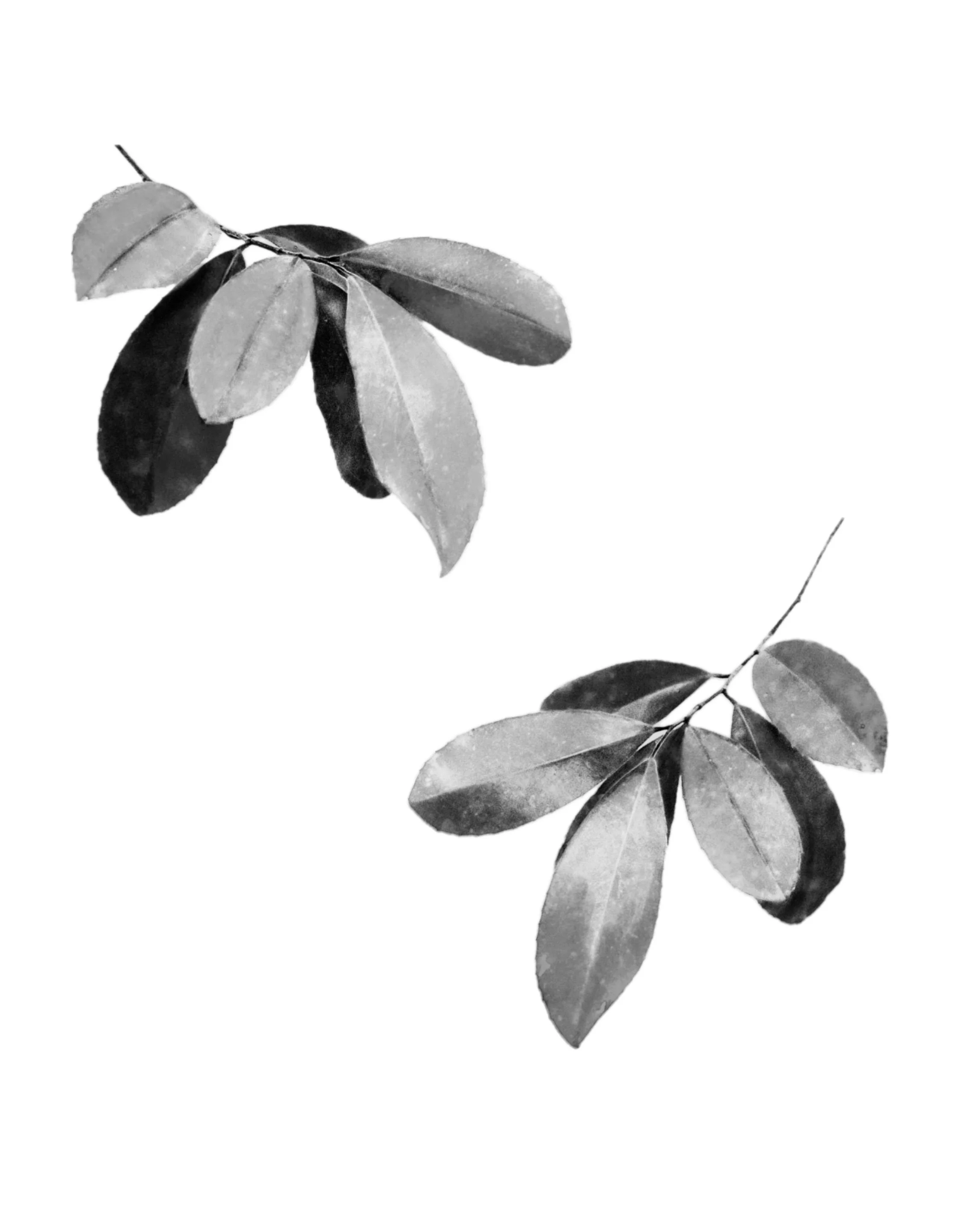 Untitled_Artwork (15).JPG