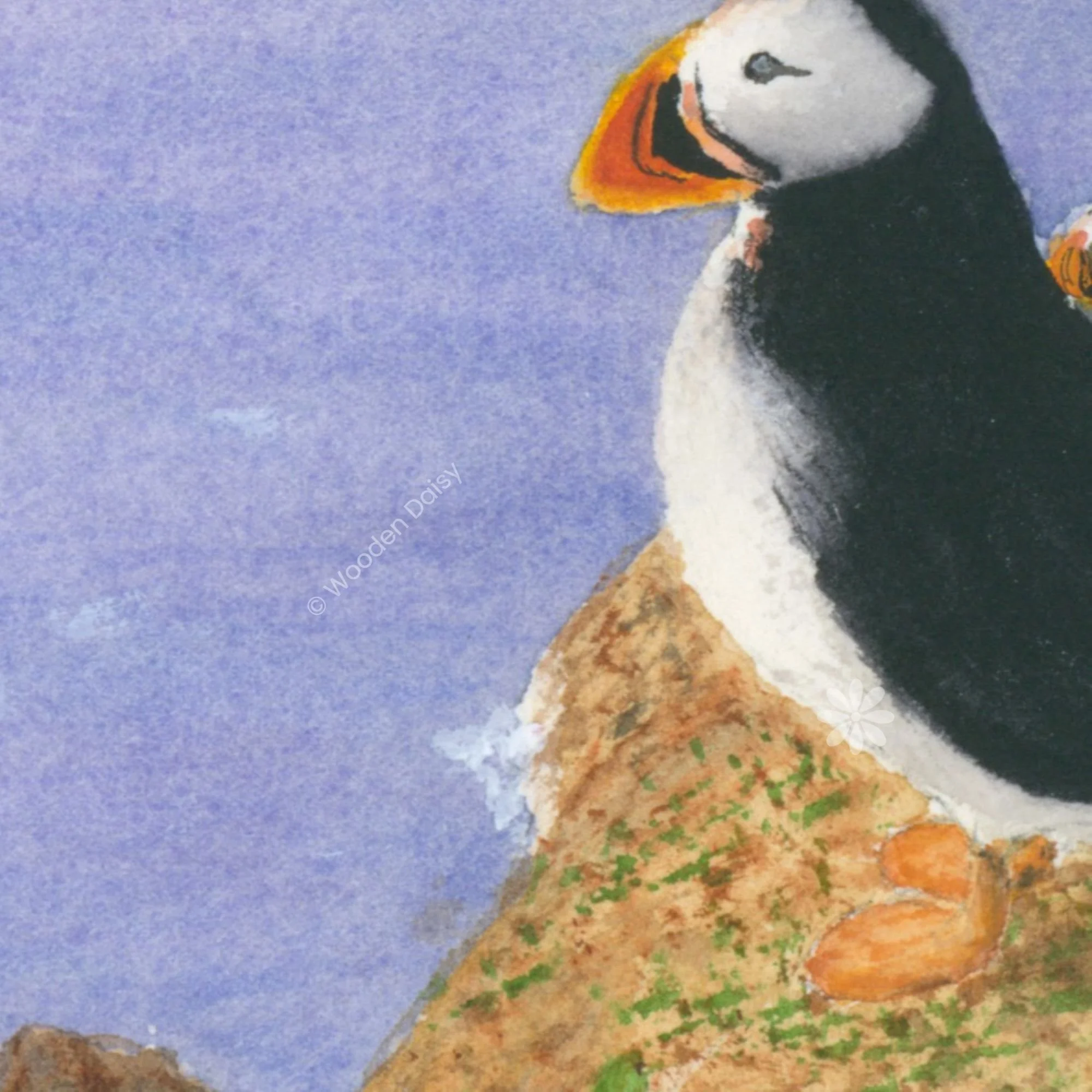 0195 2026 Puffins on Shetland detail-watermarked.jpg