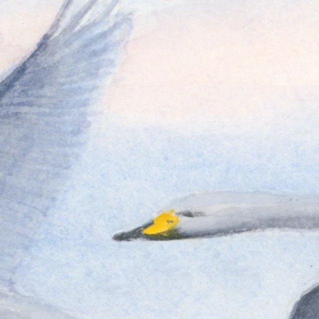 0189 Swans in Flight ETSY detail.jpg
