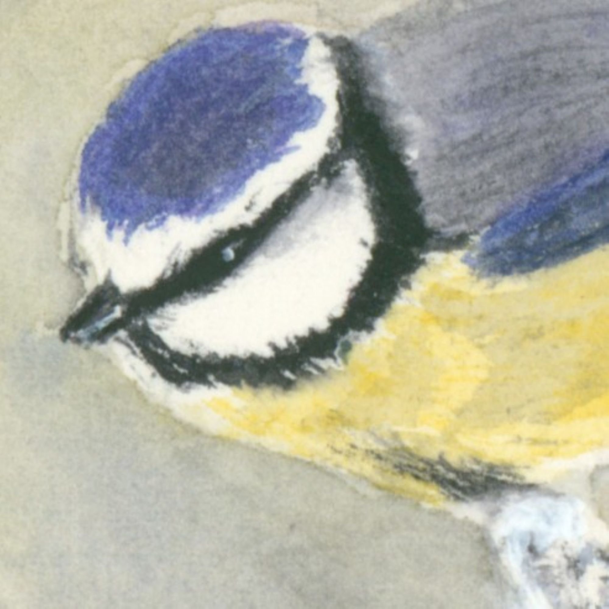 0315 Blue Tit ETSY 2000px detail.jpg
