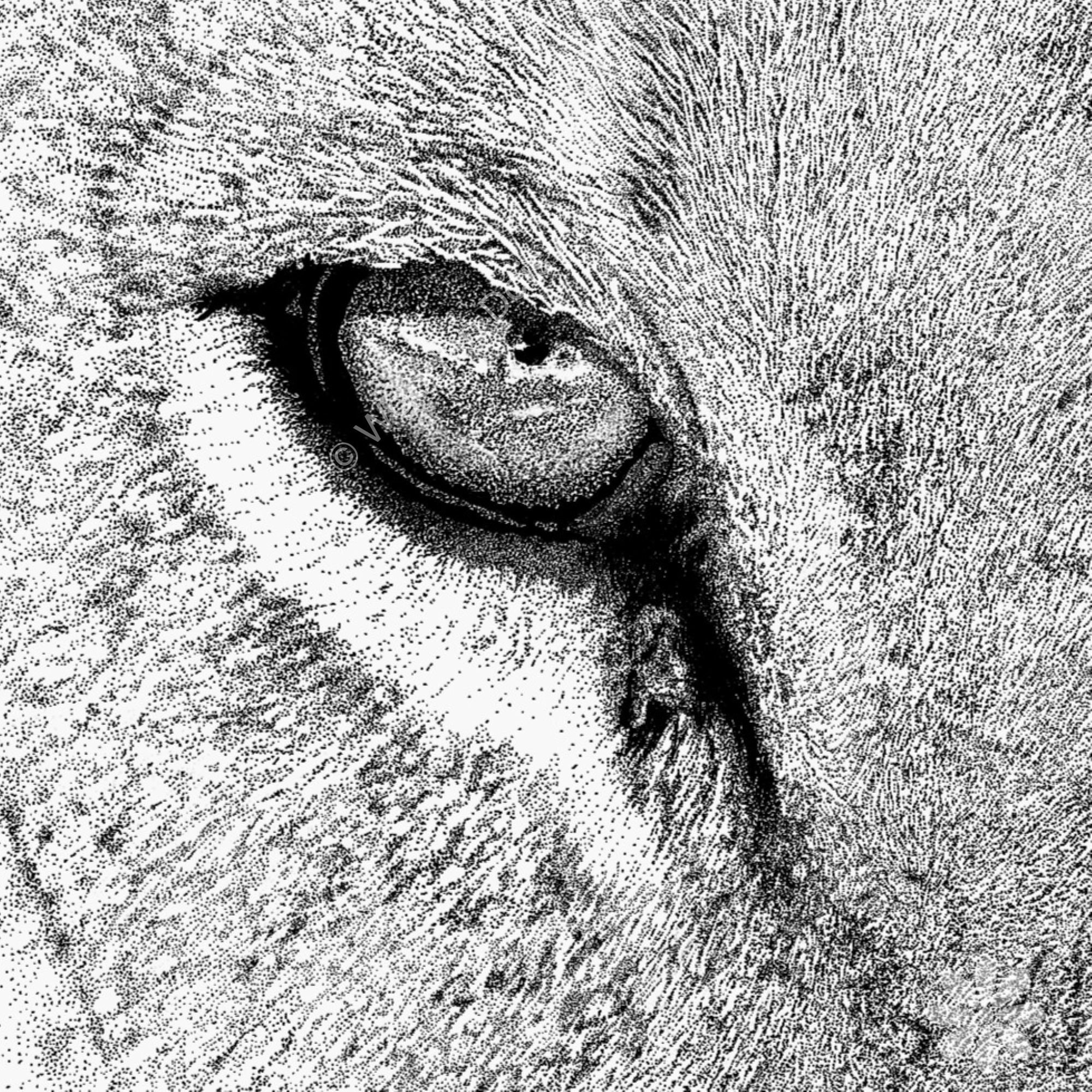 0163_ETSY_Lioness_Eye_Detail_2000px_72DPI-watermarked.jpg