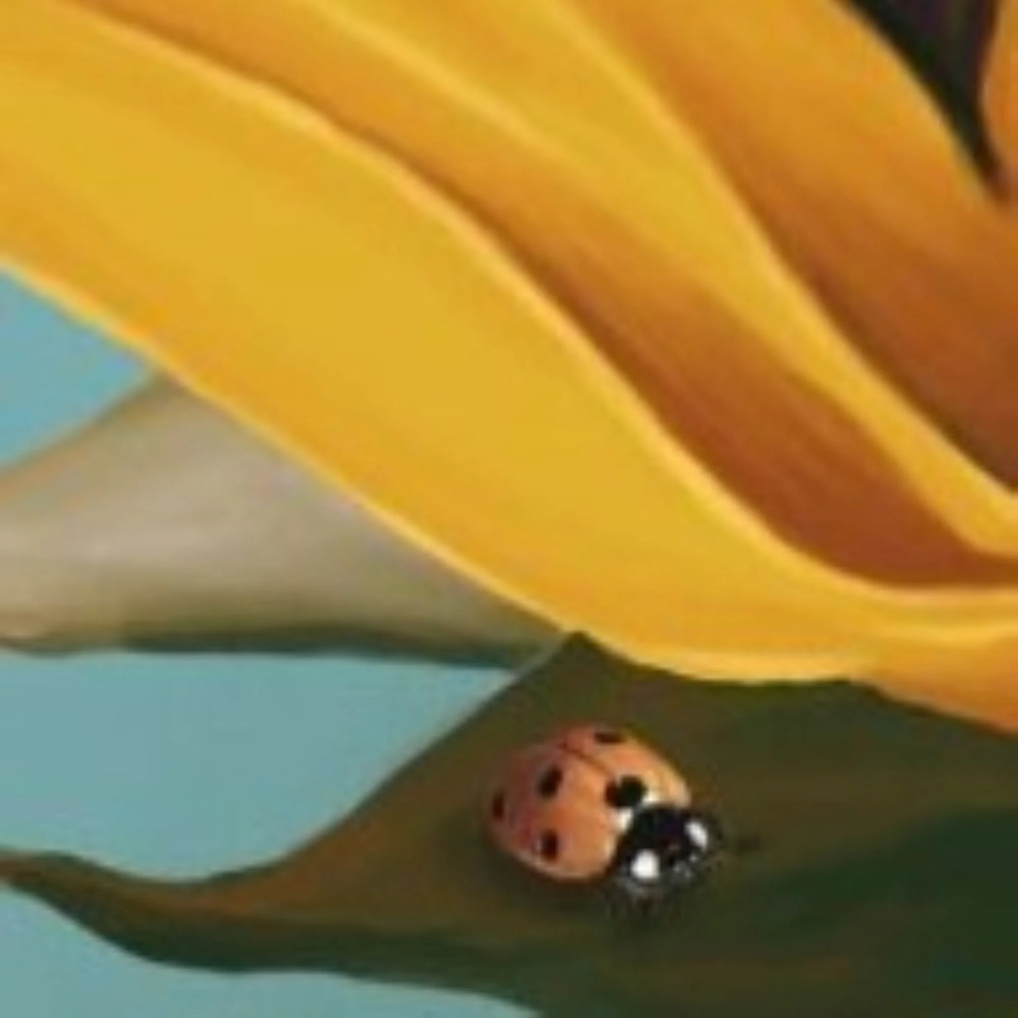 0187 Sunflower detail ETSY 2000px.jpg