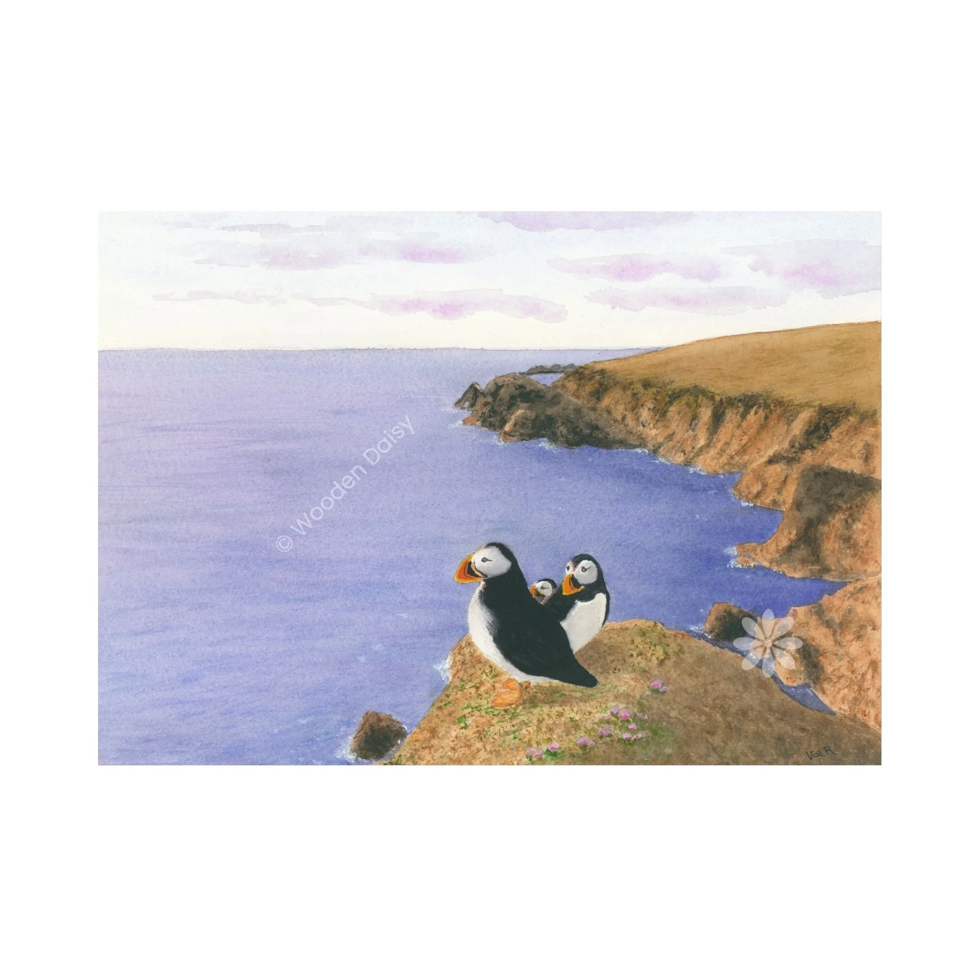 0195 2026 Puffins on Shetland 3-watermarked.jpg