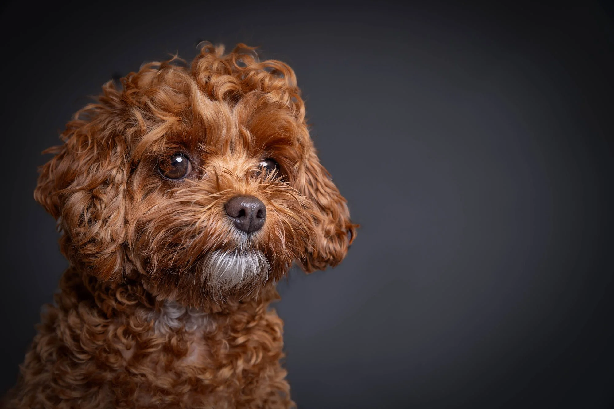 Detailed studio portrait highlighting the soft curls and expressive eyes of a brown Cavapoo mix dog, captured by Ellen Shershow Photography in San Francisco, CA.