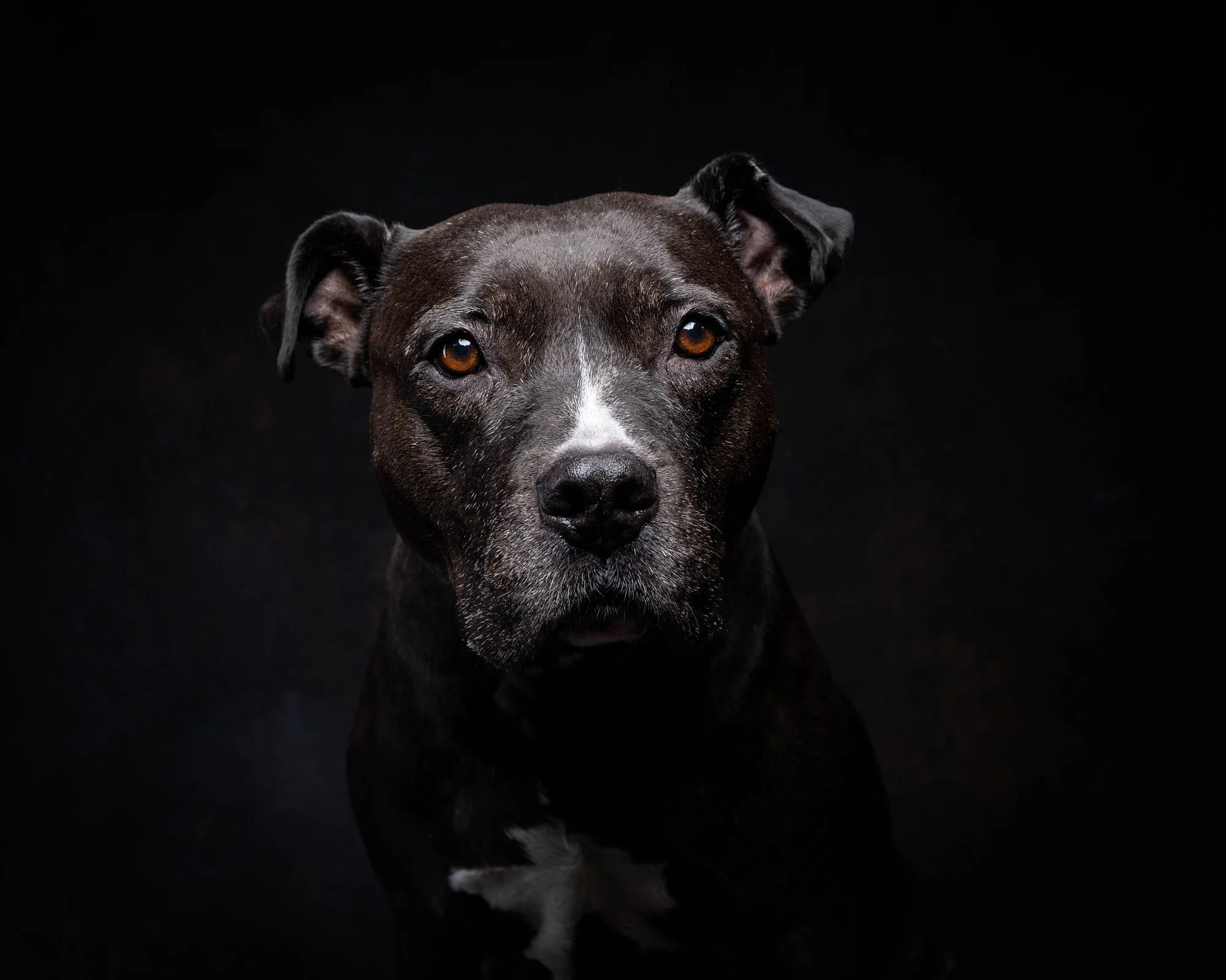 Moody low-key portrait highlighting the sweet expressive face of a black Pitbull mix dog, photographed by Ellen Shershow Photography serving San Francisco, CA.