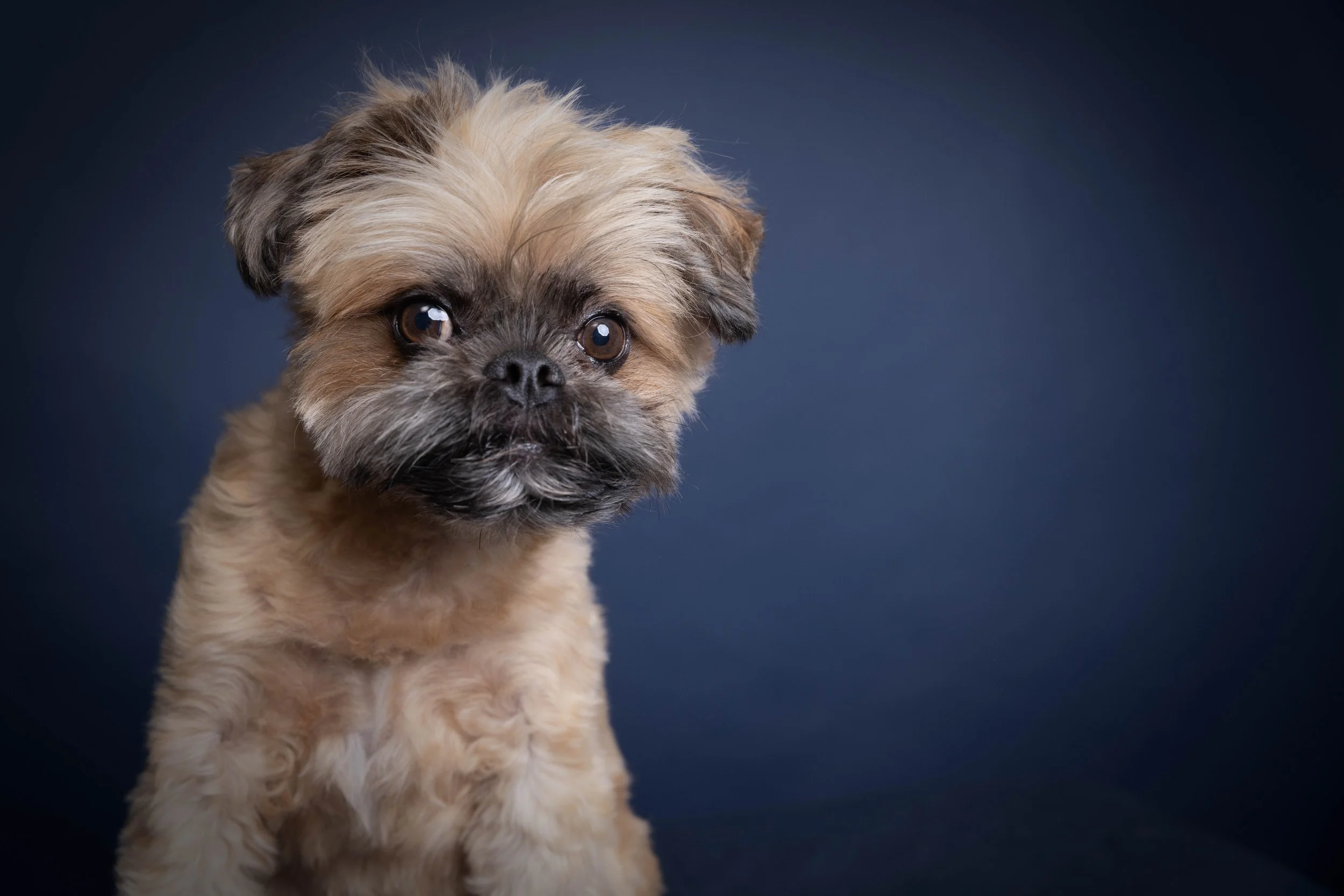 Adorable Brussels Griffon dog with a curious expression against a dark blue background.