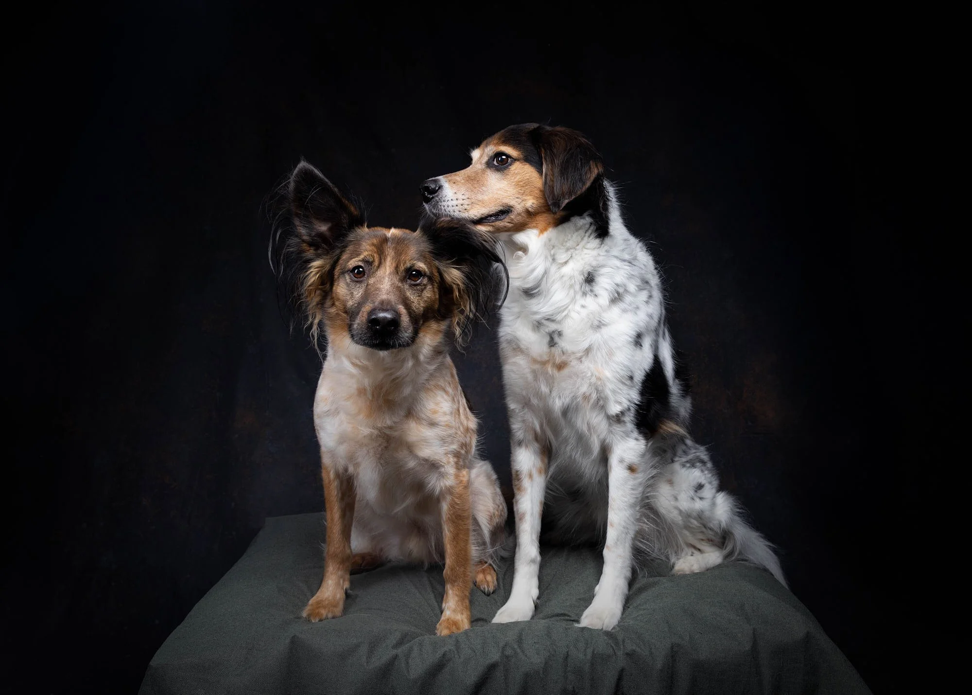 Heartwarming dual dog portrait featuring a terrier mix and spotted hound sitting together on a dark canvas backdrop, photographed by Ellen Shershow Photography in Berkeley, CA.