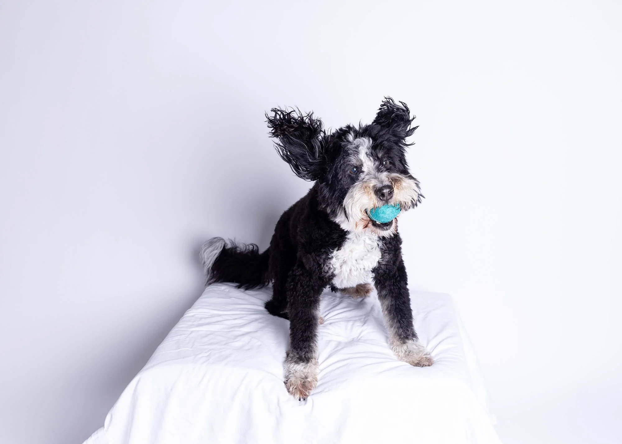 Playful high-key studio pet portrait of a black and white Bernedoodle holding a blue ball, photographed by Ellen Shershow Photography in Oakland, CA.