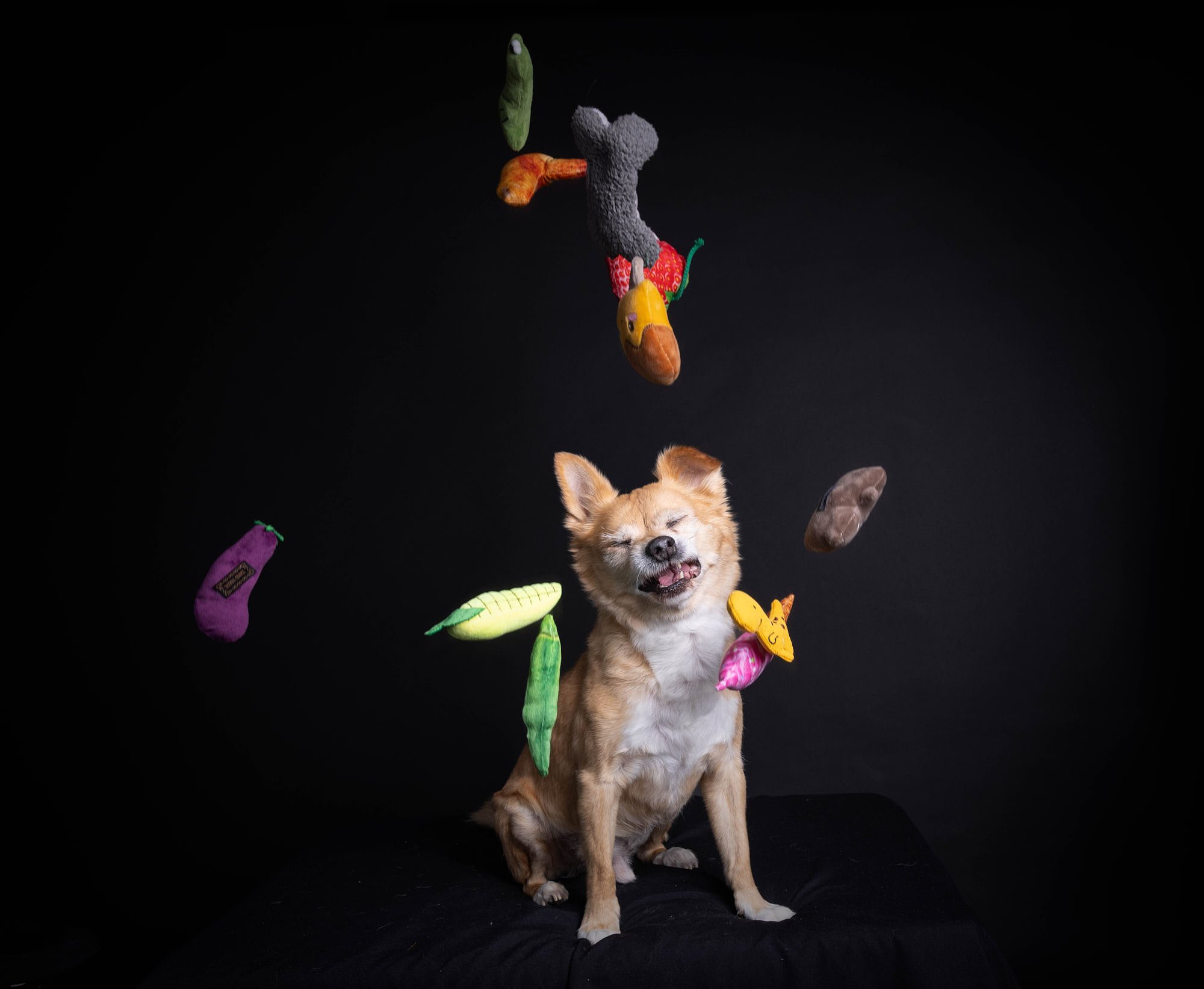 Fun high-speed action pet photography capturing a playful Chihuahua reacting to colorful dog toys tossed in mid-air on a black backdrop by Ellen Shershow Photography in Berkeley, CA.
