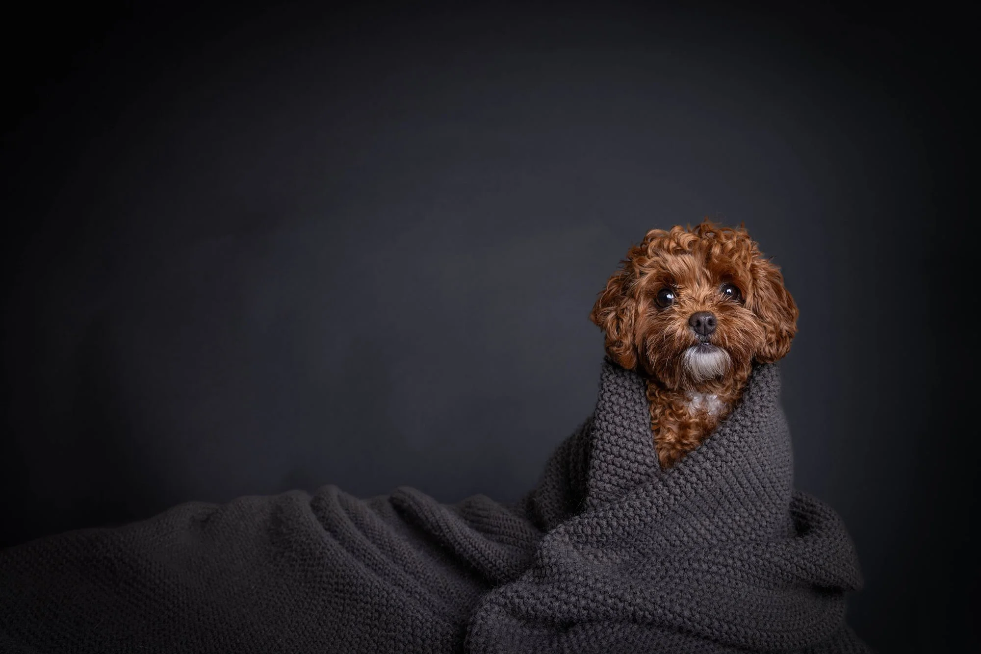Cozy fine art studio pet portrait of a small brown Cavapoo mix dog wrapped warmly in a grey textured knit blanket, captured by Ellen Shershow Photography in Oakland, CA using moody low-key studio lighting.