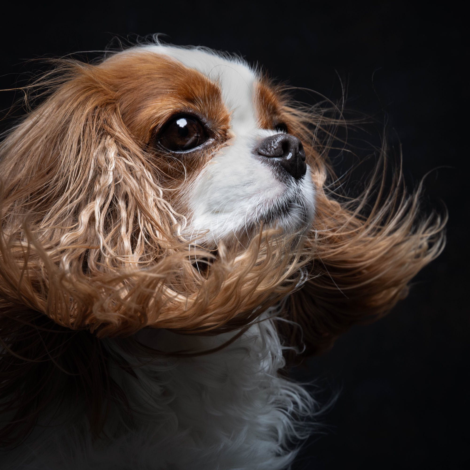 Expressive close-up studio portrait of a Cavalier King Charles Spaniel with flowing fur caught in a motion breeze, captured by Ellen Shershow Photography in Oakland, CA using classic studio lighting.