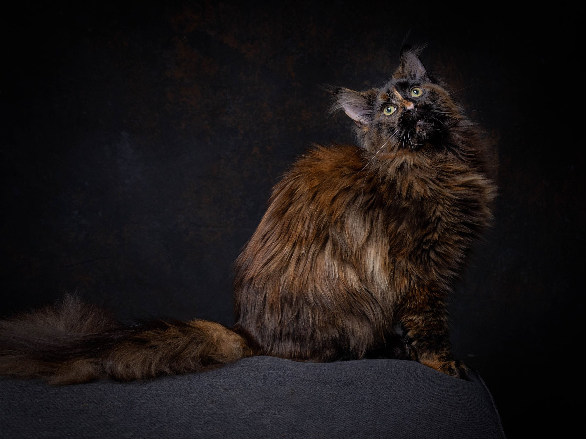 ellen-shershow-photography-oakland-ca-cat-portrait-dark-background.jpg