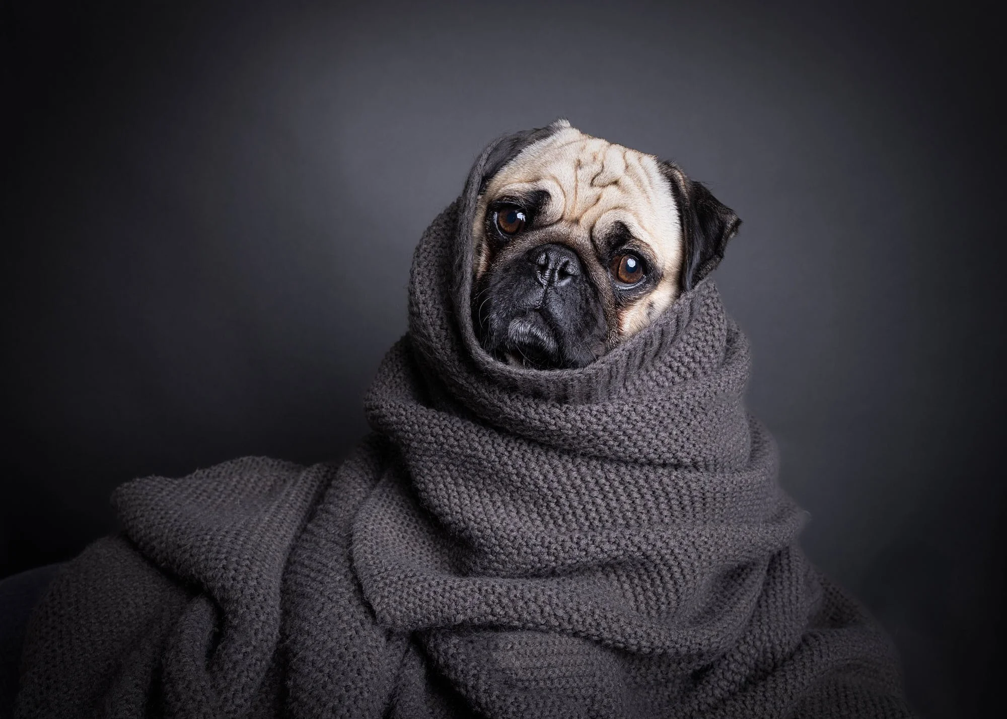 Adorable cozy pet portrait featuring a Pug swaddled snugly in a charcoal grey knit blanket, photographed with soft directional studio light by Ellen Shershow Photography in Oakland, CA.