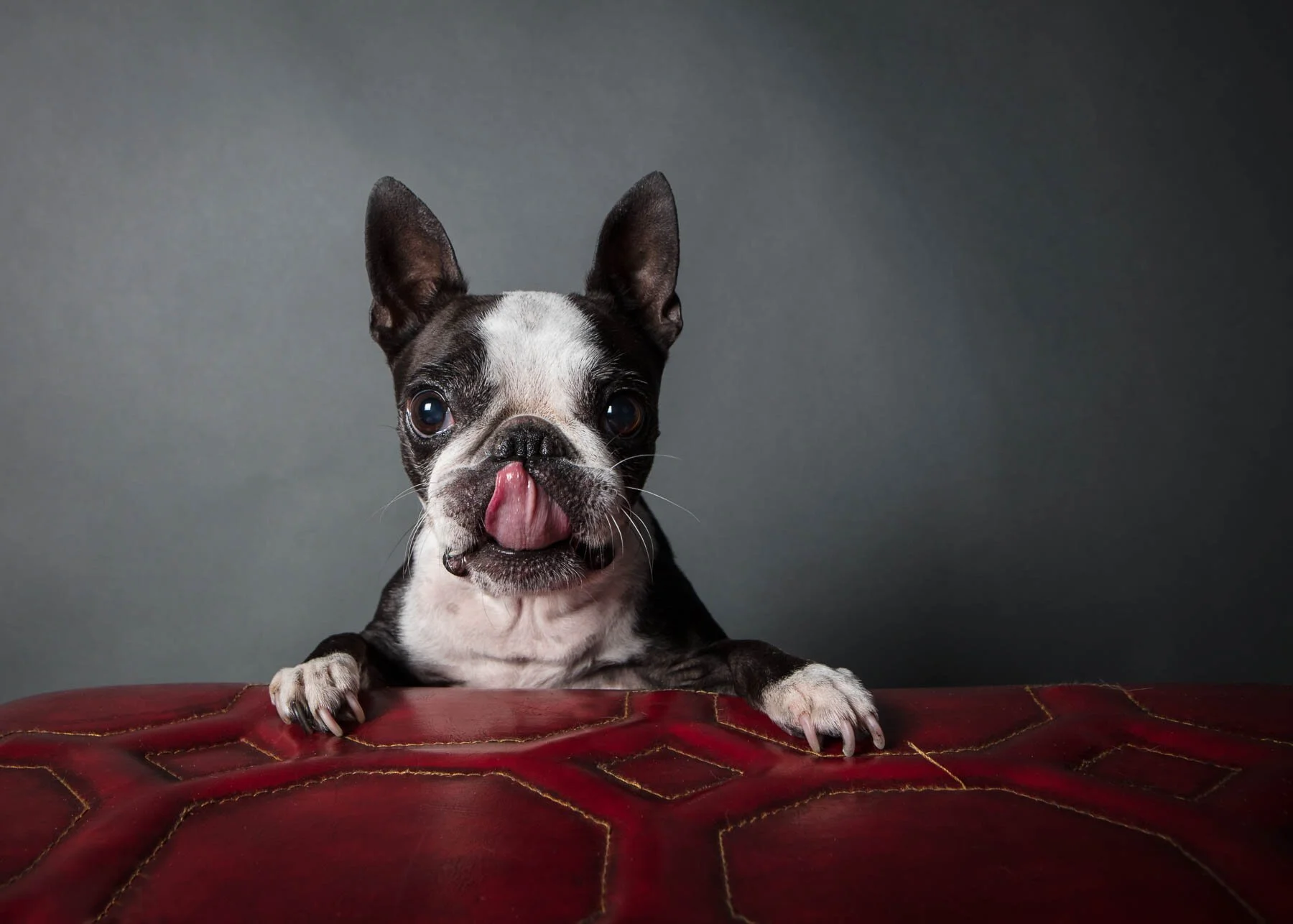 Dog photography by Ellen Shershow Photography Pet Studio