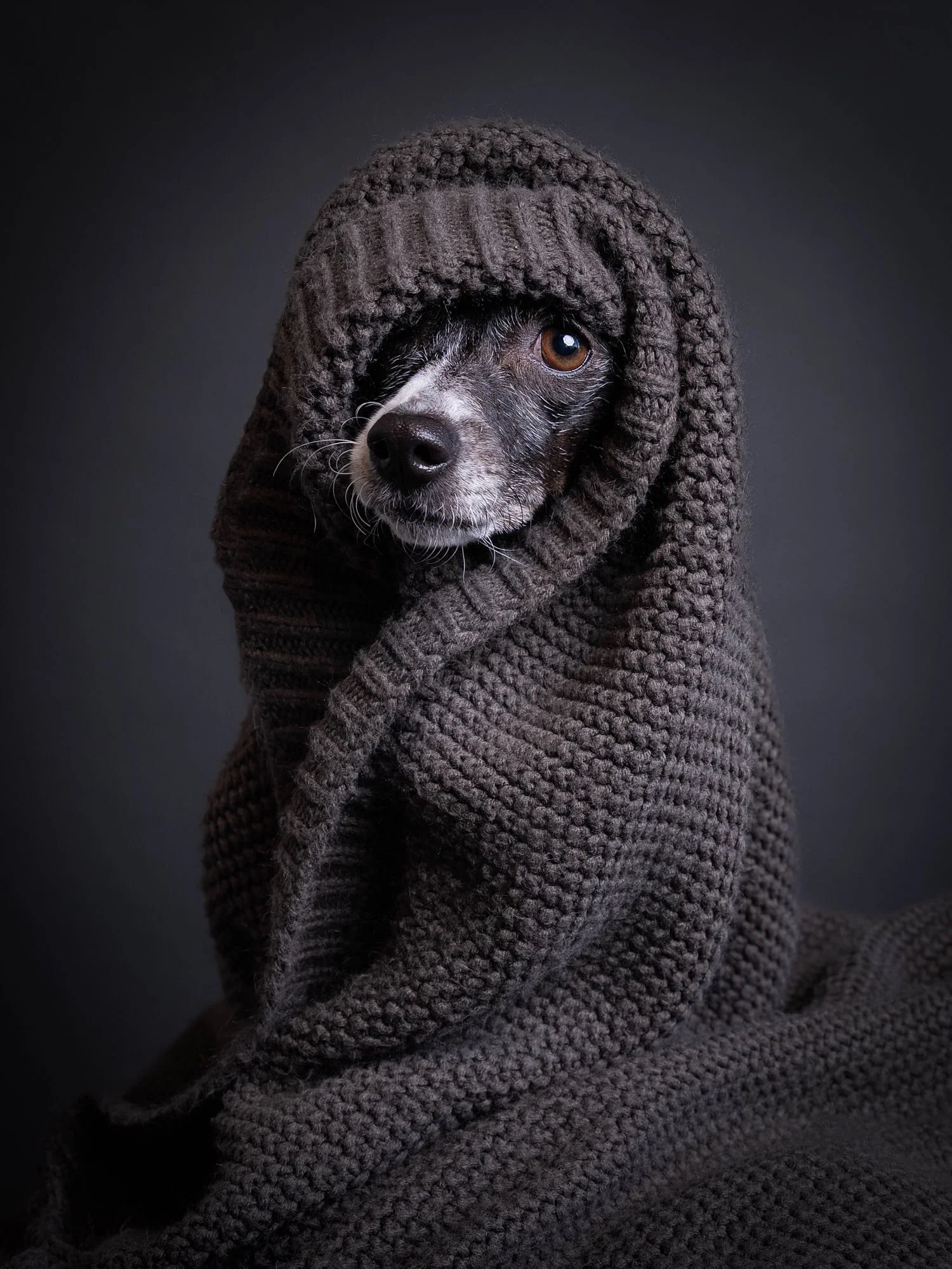 Atmospheric fine art pet portrait of a small dog wrapped warmly like a hood in a charcoal knit blanket, created by Ellen Shershow Photography serving San Francisco, CA.