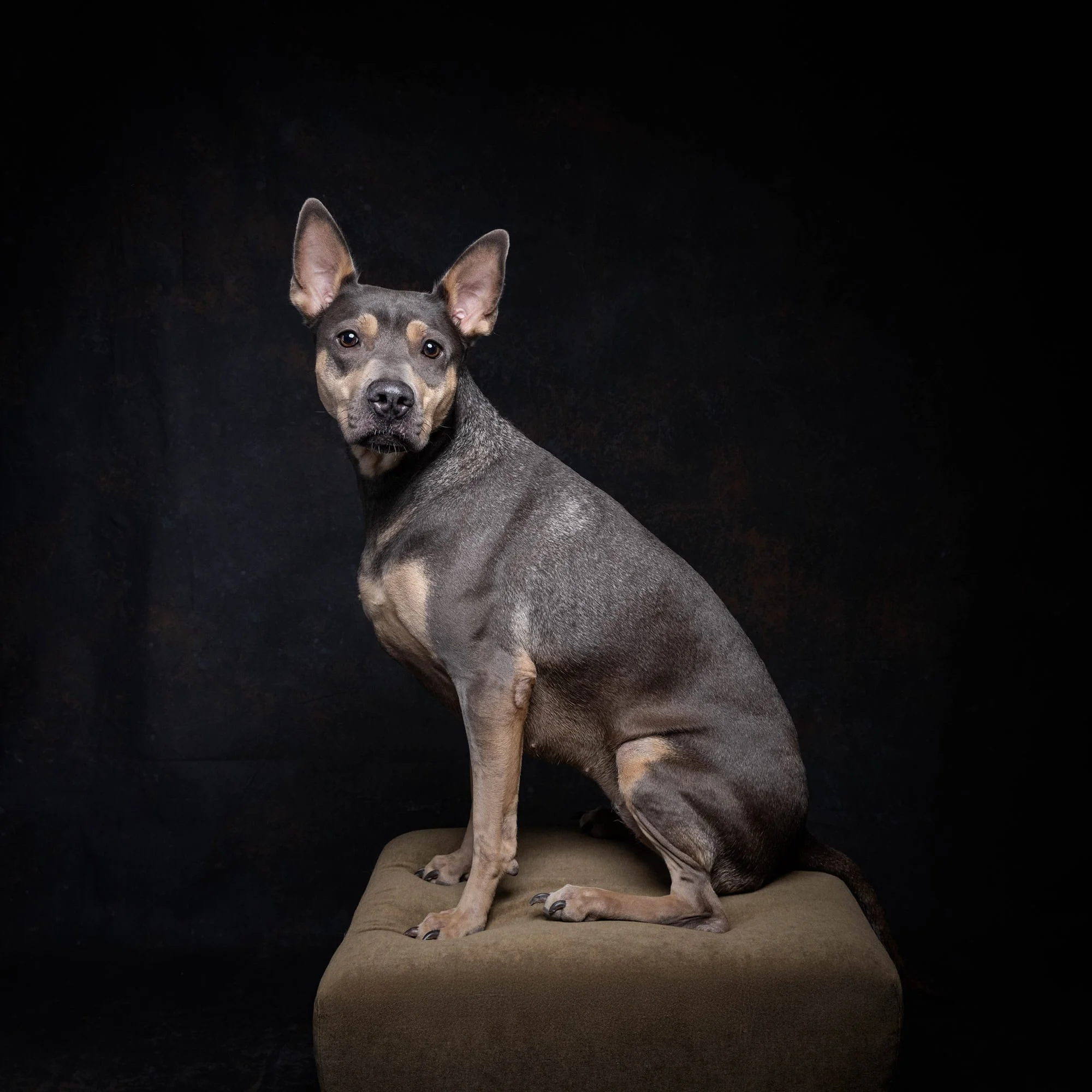 Sleek low-key studio portrait of a Miniature Pinscher mix dog posed proudly on a vintage block, created by Ellen Shershow Photography in Berkeley, CA.