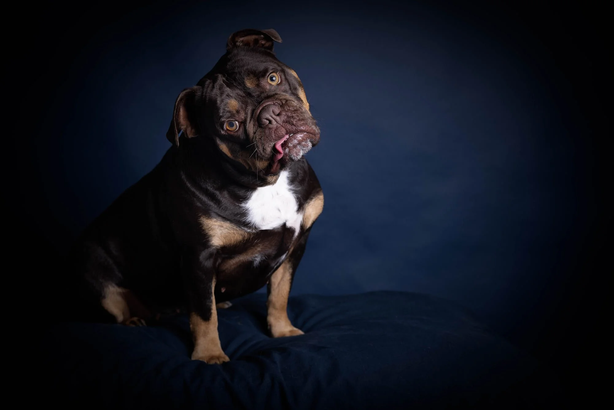 Endearing studio pet portrait of a black and tan American Bully mix tilting its head on a deep blue background, created by Ellen Shershow Photography in Berkeley, CA.