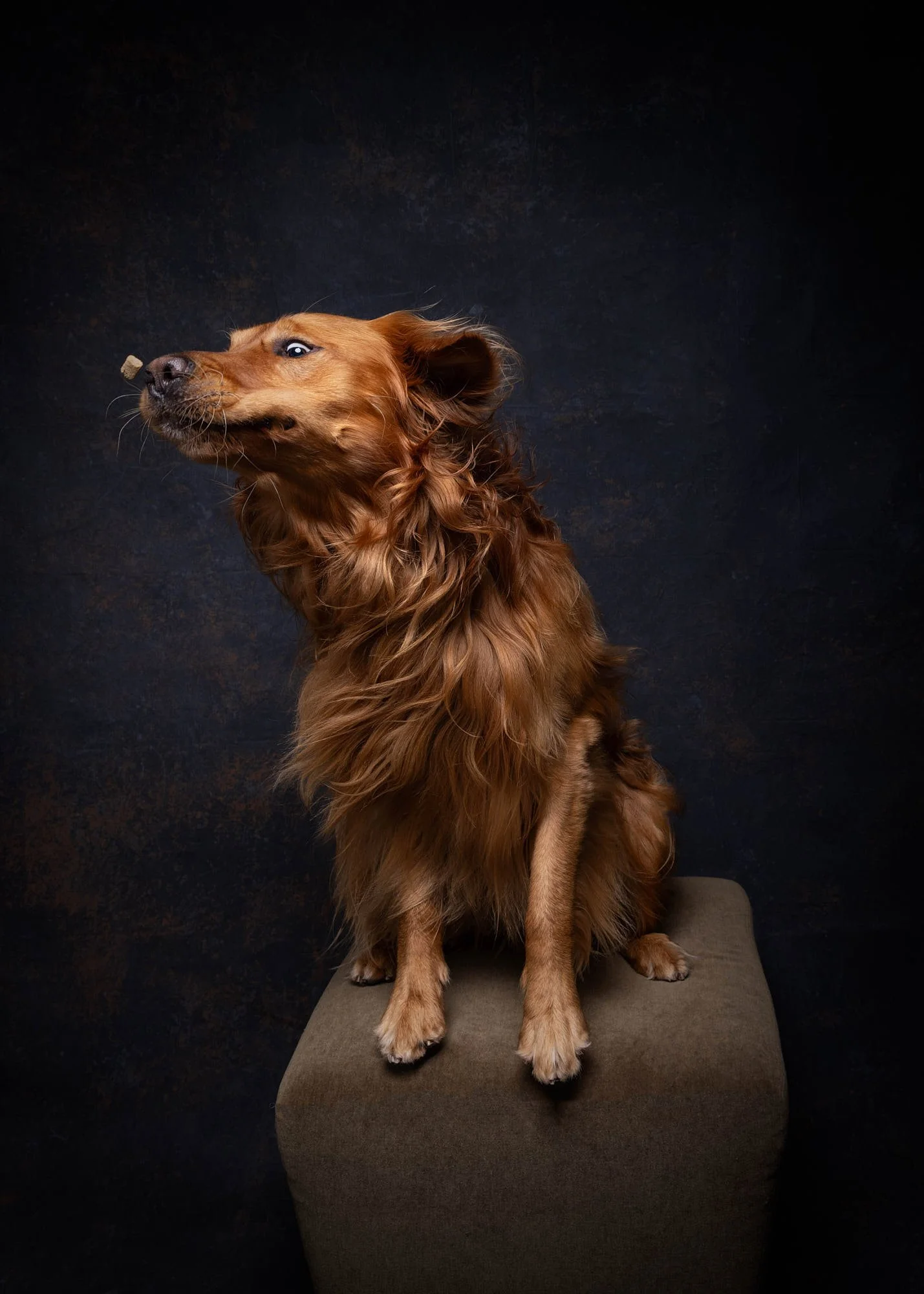 Warm painterly studio portrait of a golden scruffy dog gazing upwards from a pose stool, captured by Ellen Shershow Photography in Oakland, CA.