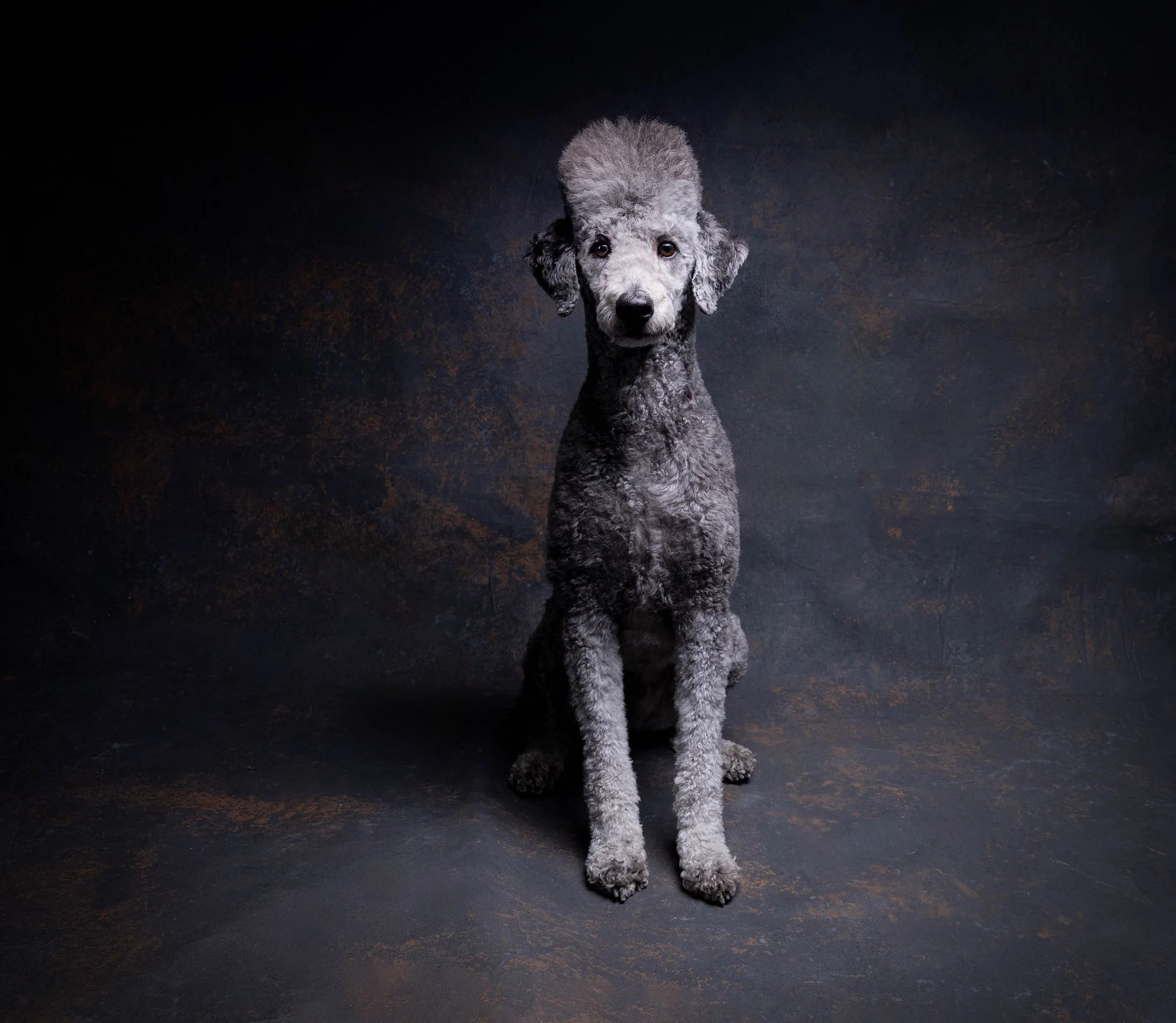 Regal studio portrait of a Silver Standard Poodle sitting attentively on a textured dark background, captured by Ellen Shershow Photography serving San Francisco, CA.