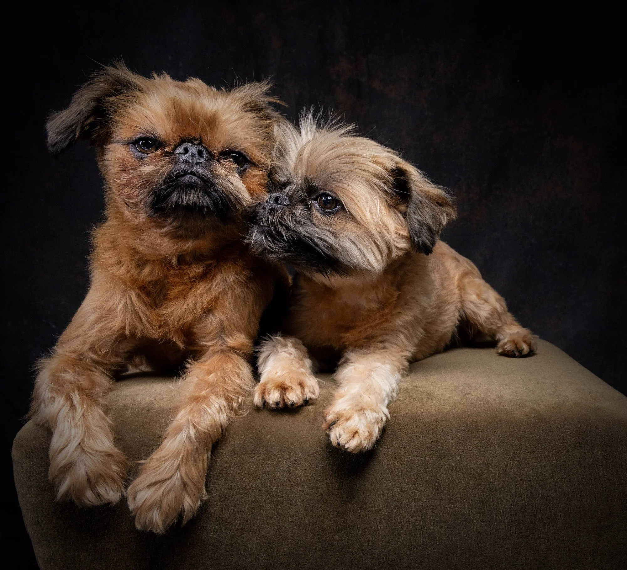 Heartwarming dual pet portrait of two Brussels Griffon dogs snuggled side-by-side on a studio bench, photographed with rich painterly lighting by Ellen Shershow Photography in San Francisco, CA.