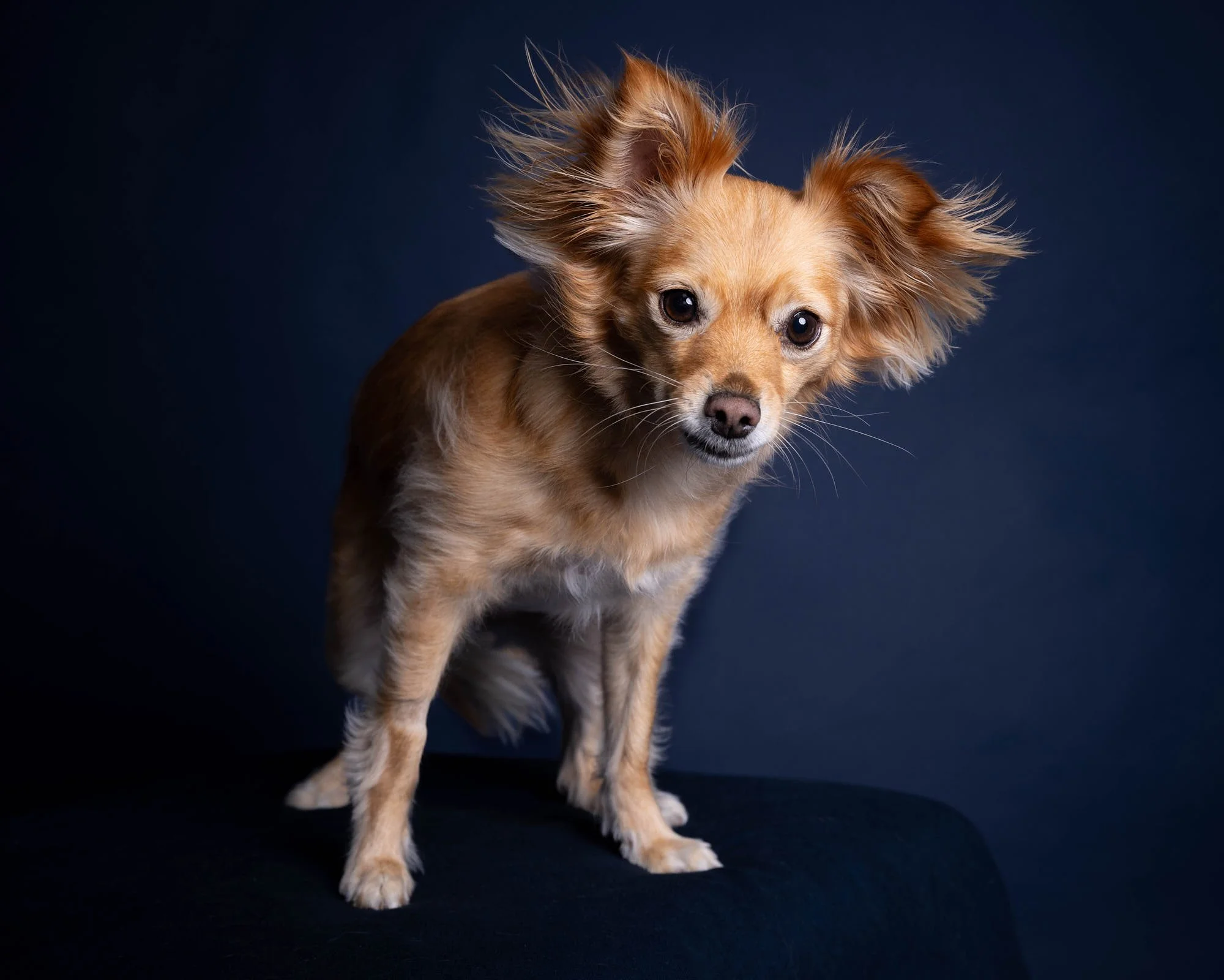 Dynamic studio dog portrait of a long-haired Chihuahua on a deep blue background, captured with crisp studio lighting by Ellen Shershow Photography in Oakland, CA.