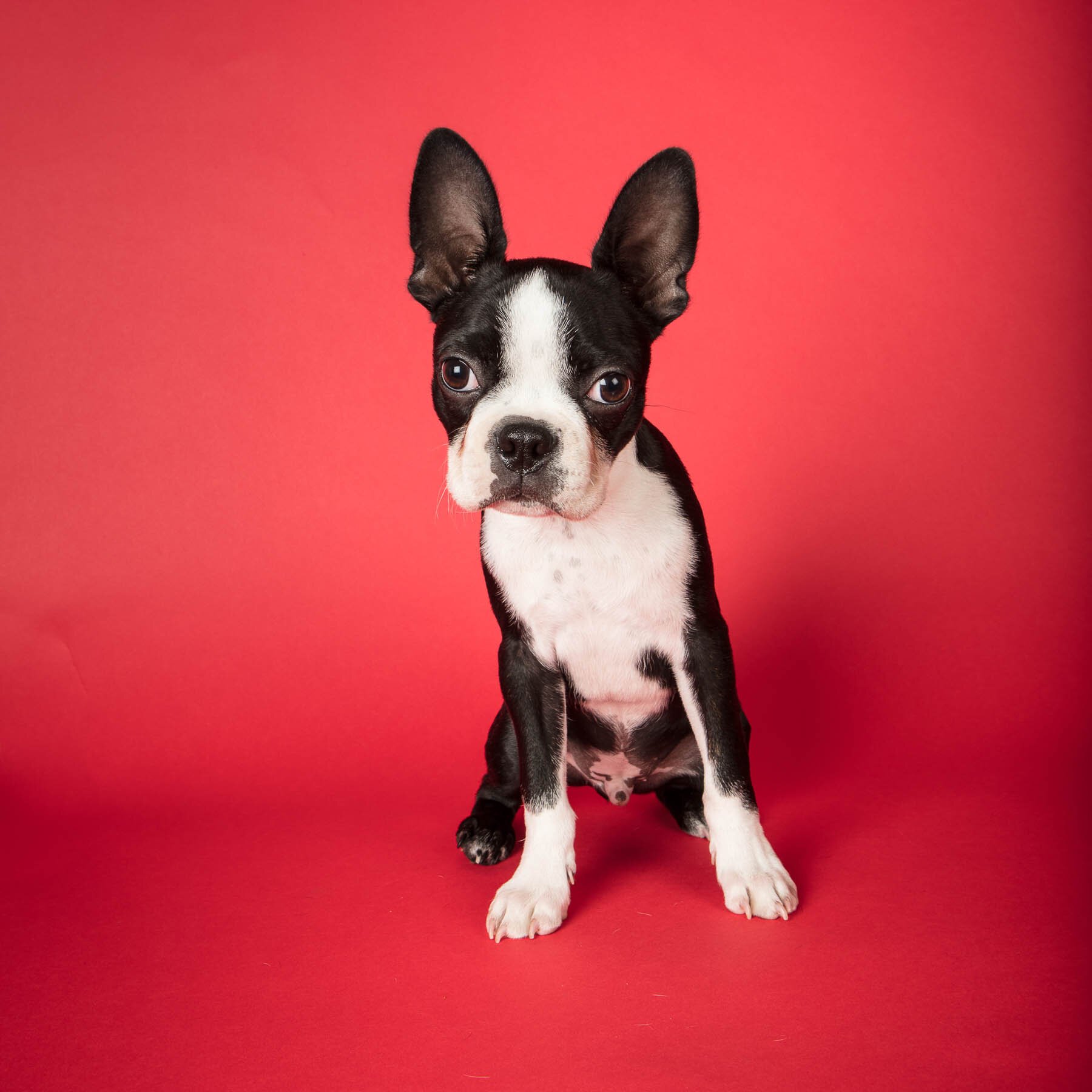 Dog Studio photograph on red background. Portrait by Ellen Shershow Photography. Pop-up dog photo Studio in Provincetown Massachusetts on June 9-11, 2022.